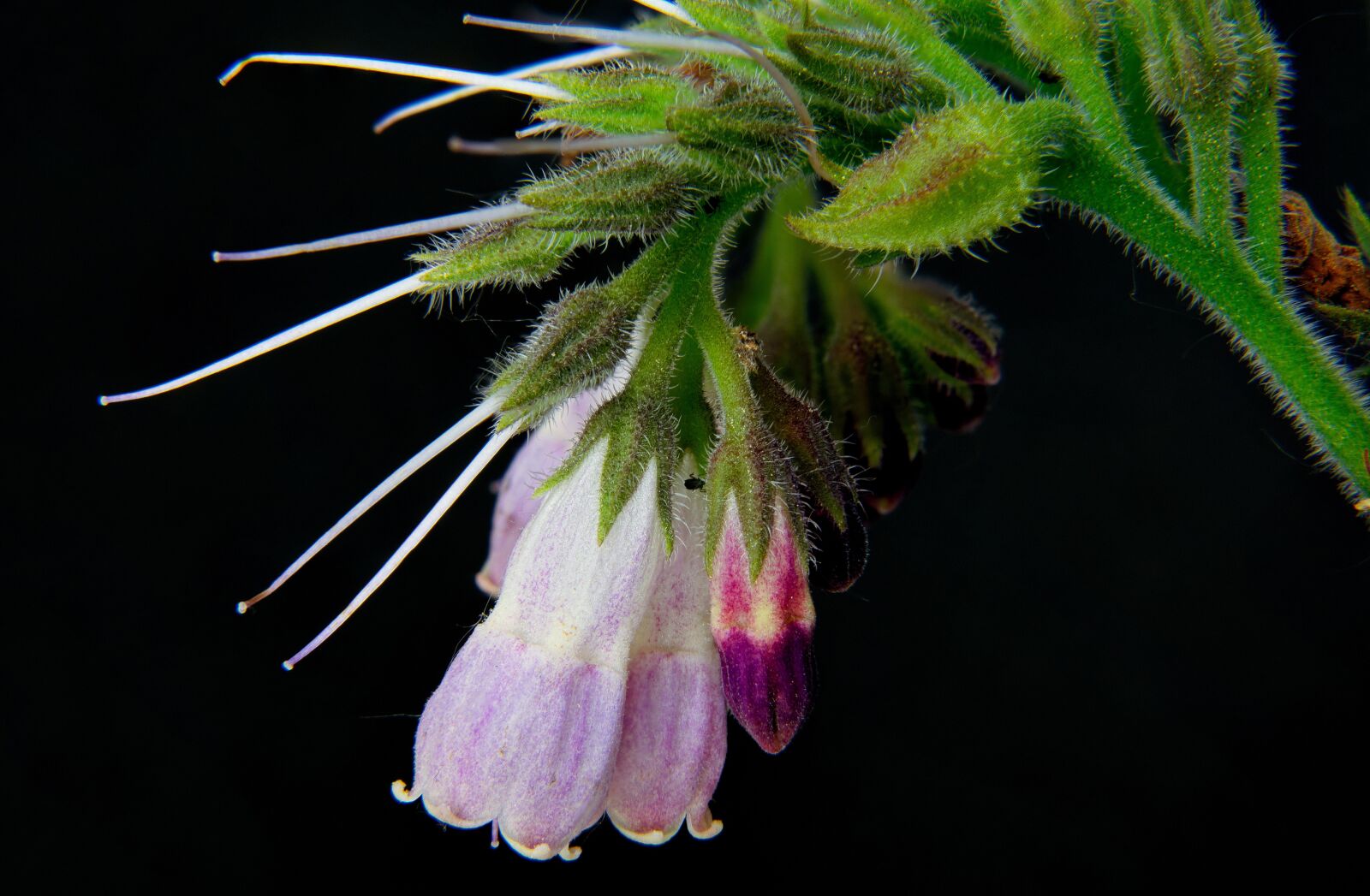 Nikon D5300 sample photo. Close up, macro, flower photography