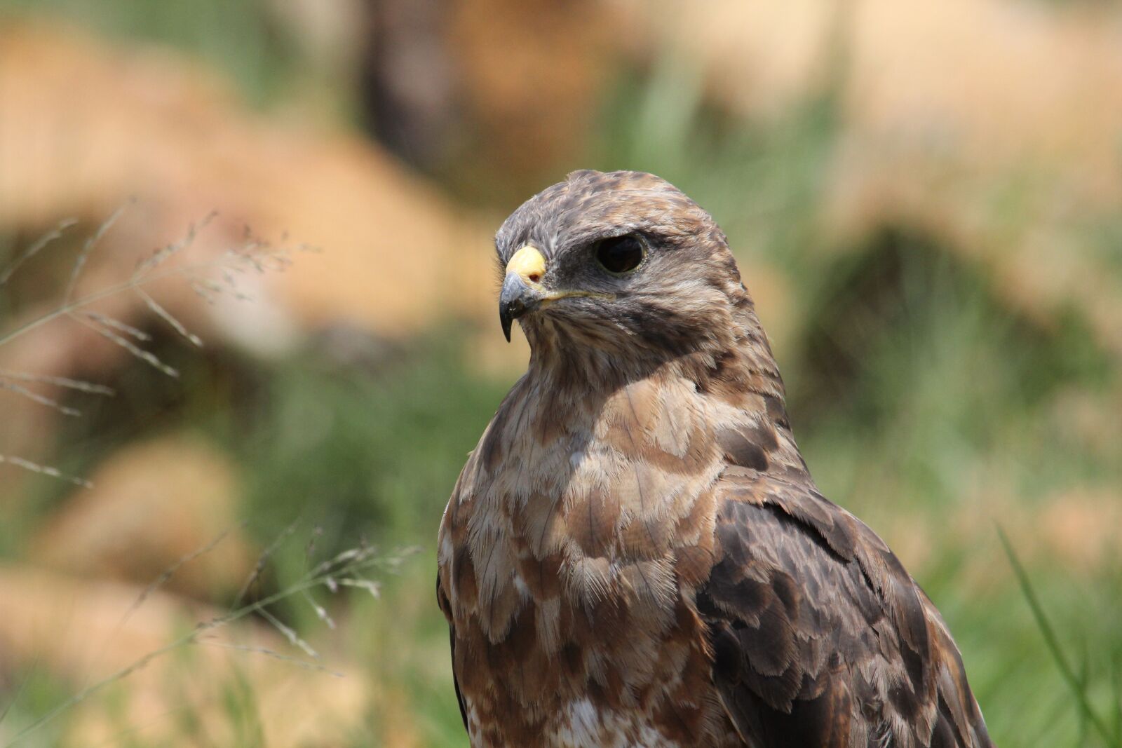 Canon EOS 60D sample photo. Steppe buzzard, brown, bird photography