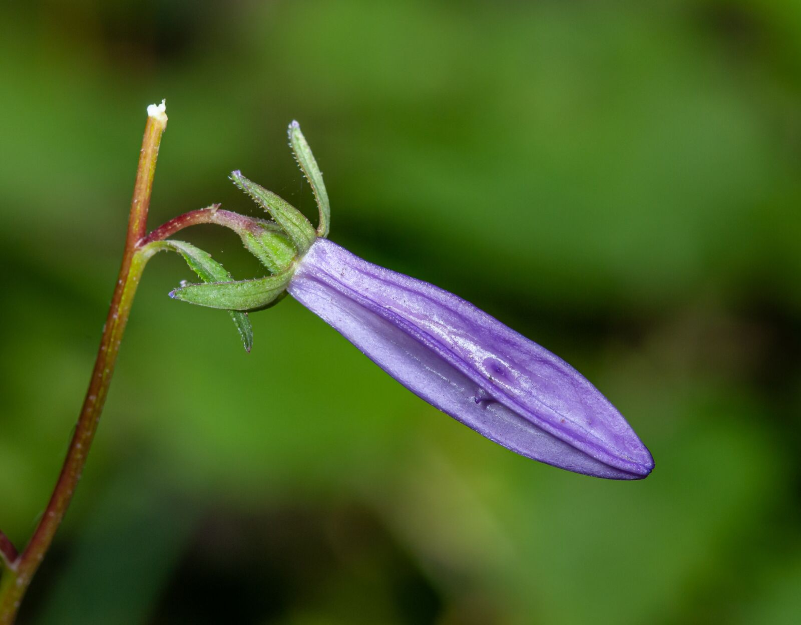 Nikon D300 sample photo. Bud, flower, bell photography