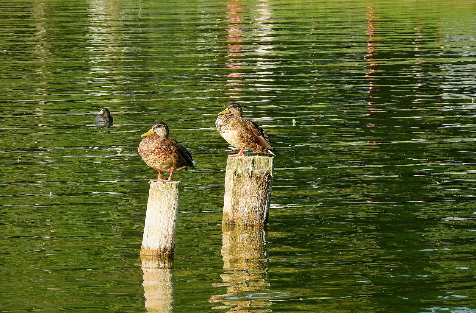 Nikon Coolpix P900 sample photo. Lake, ducks, birds photography