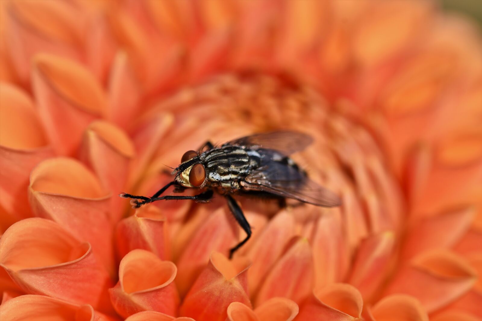 Nikon D7200 sample photo. Fly, insect, wing photography