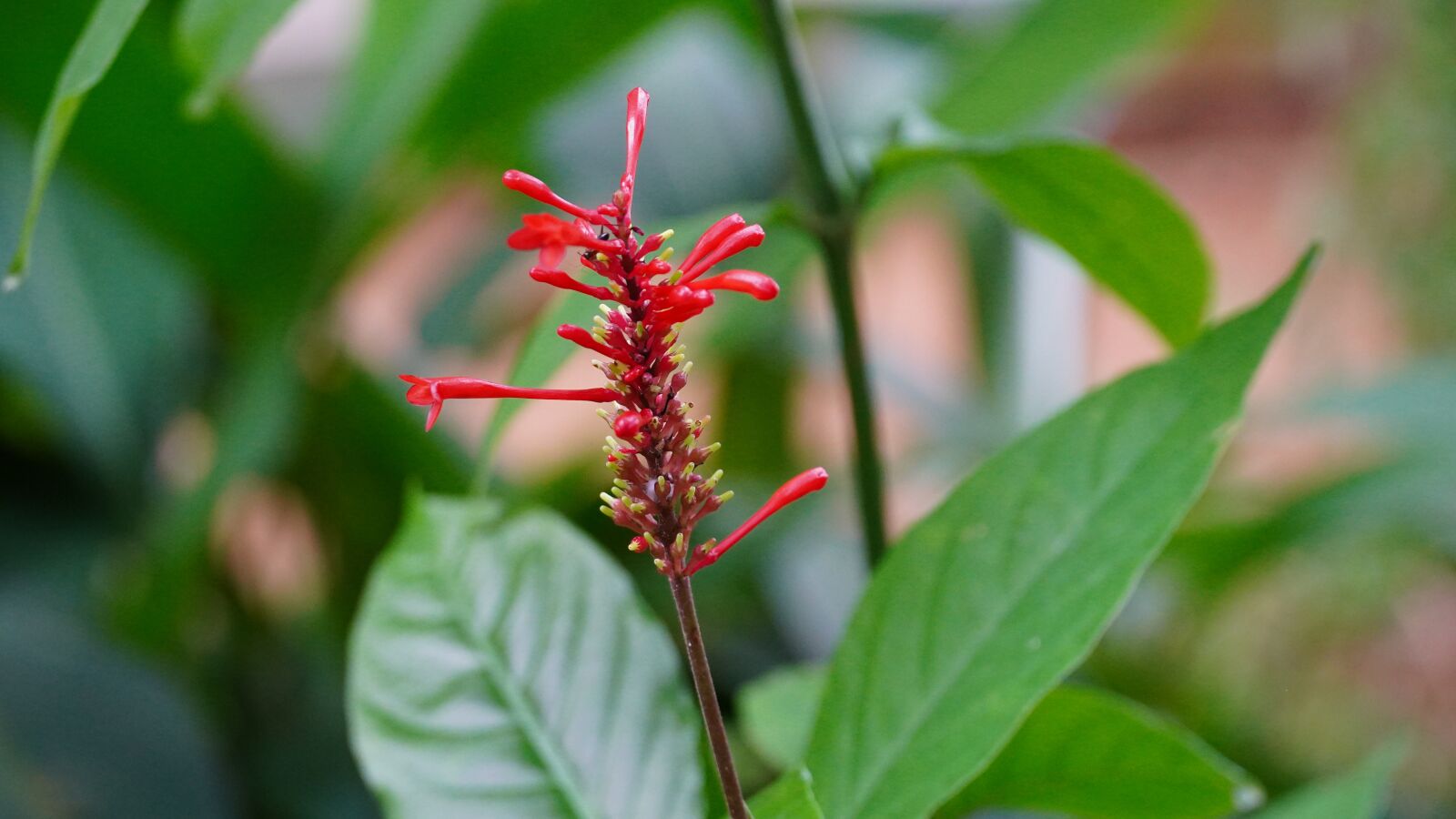 Sony a6400 sample photo. Flower, close up on photography