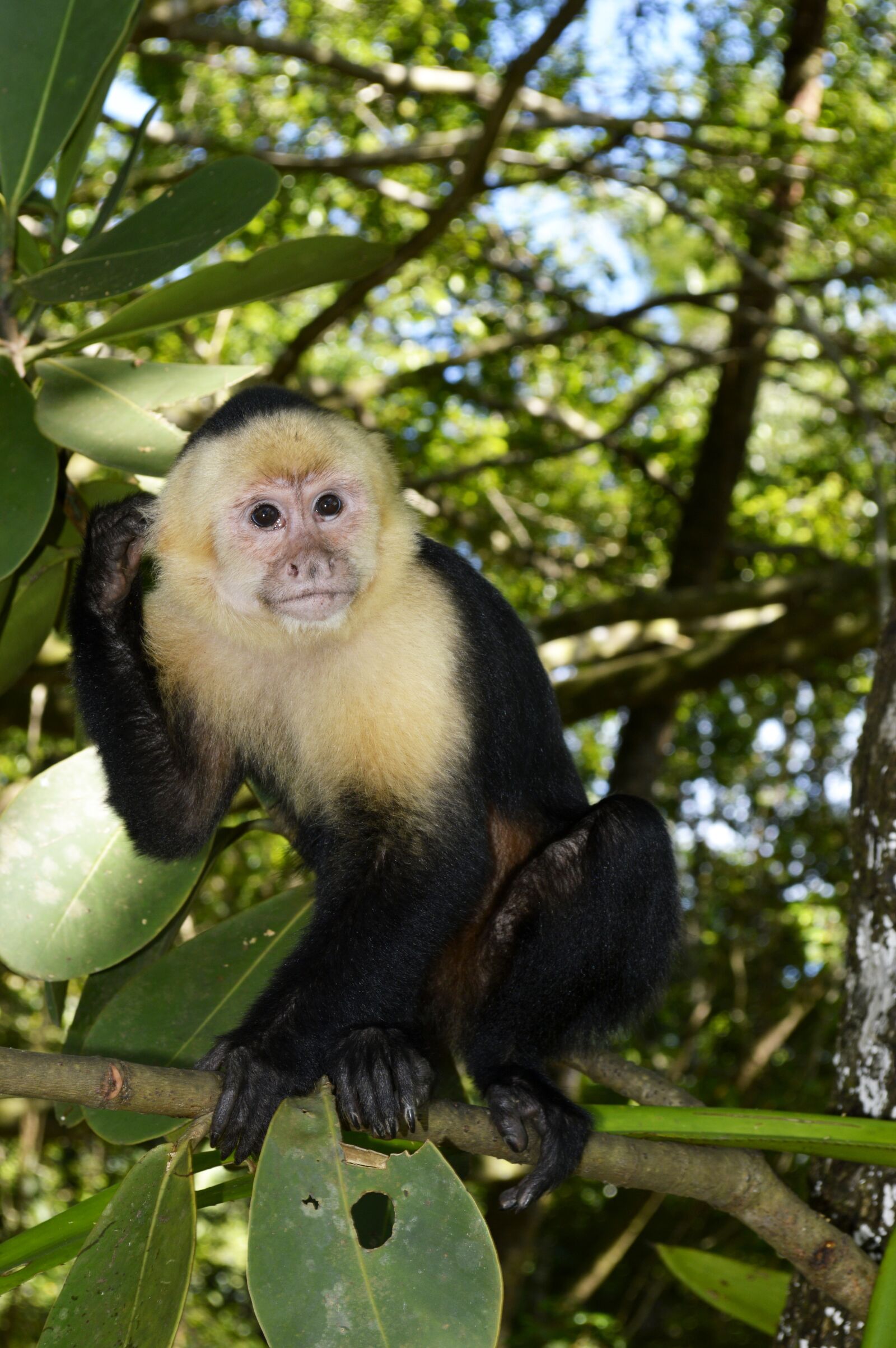 Nikon D3200 sample photo. Mono, monkey, animal photography