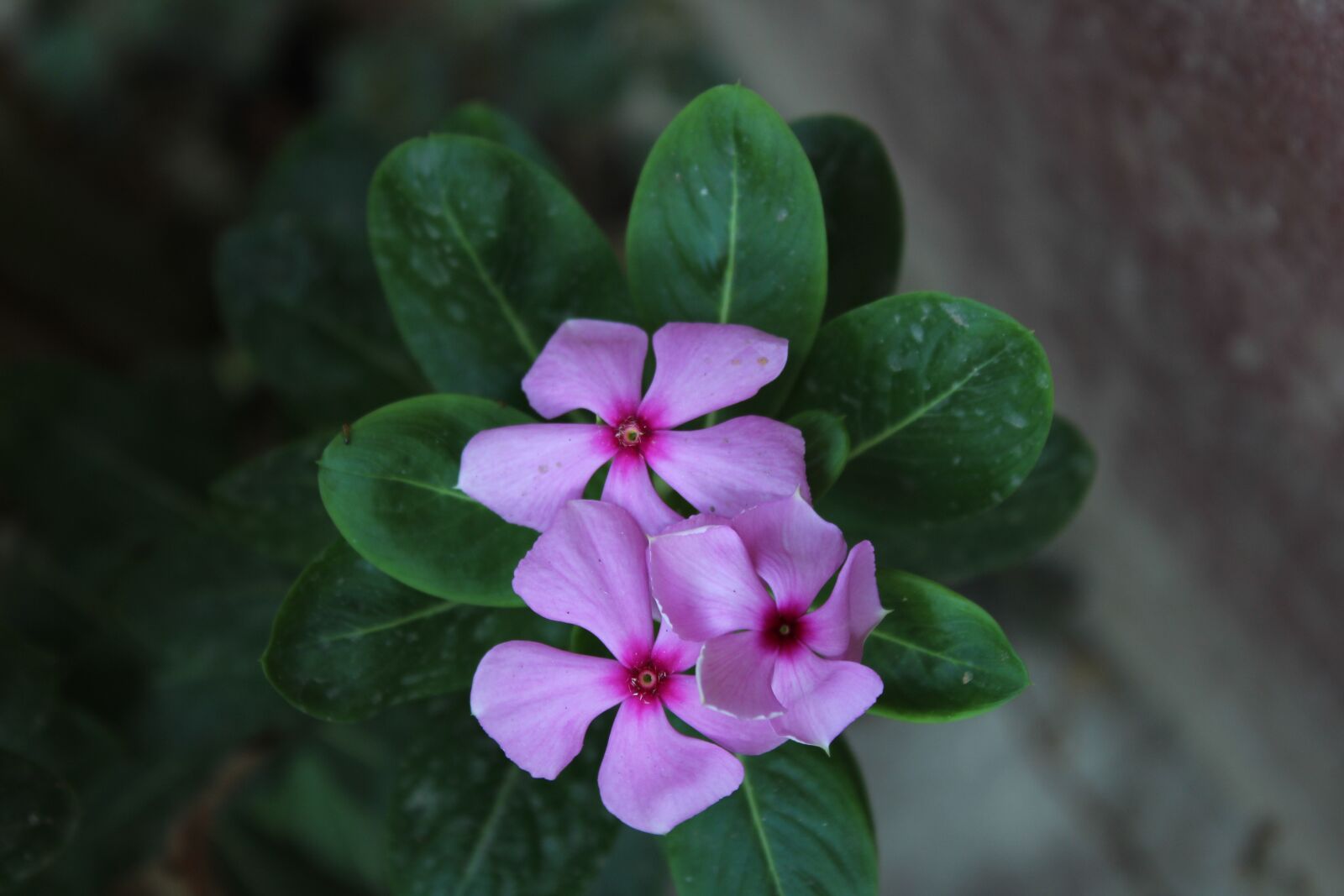 Canon EOS 1300D (EOS Rebel T6 / EOS Kiss X80) sample photo. Flower, nature, blossom photography