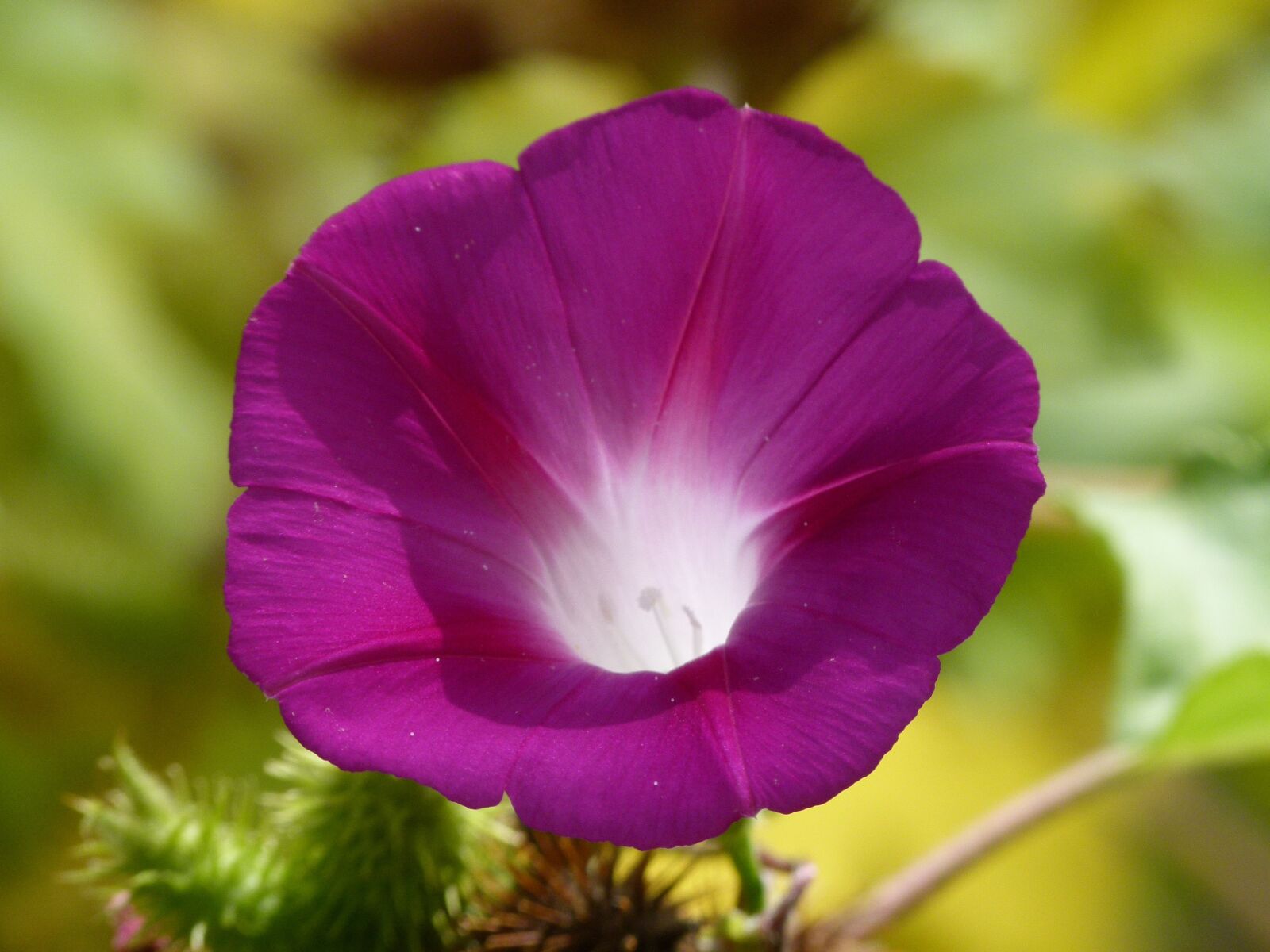 Leica V-Lux 2 sample photo. Flower, bell, lilac photography