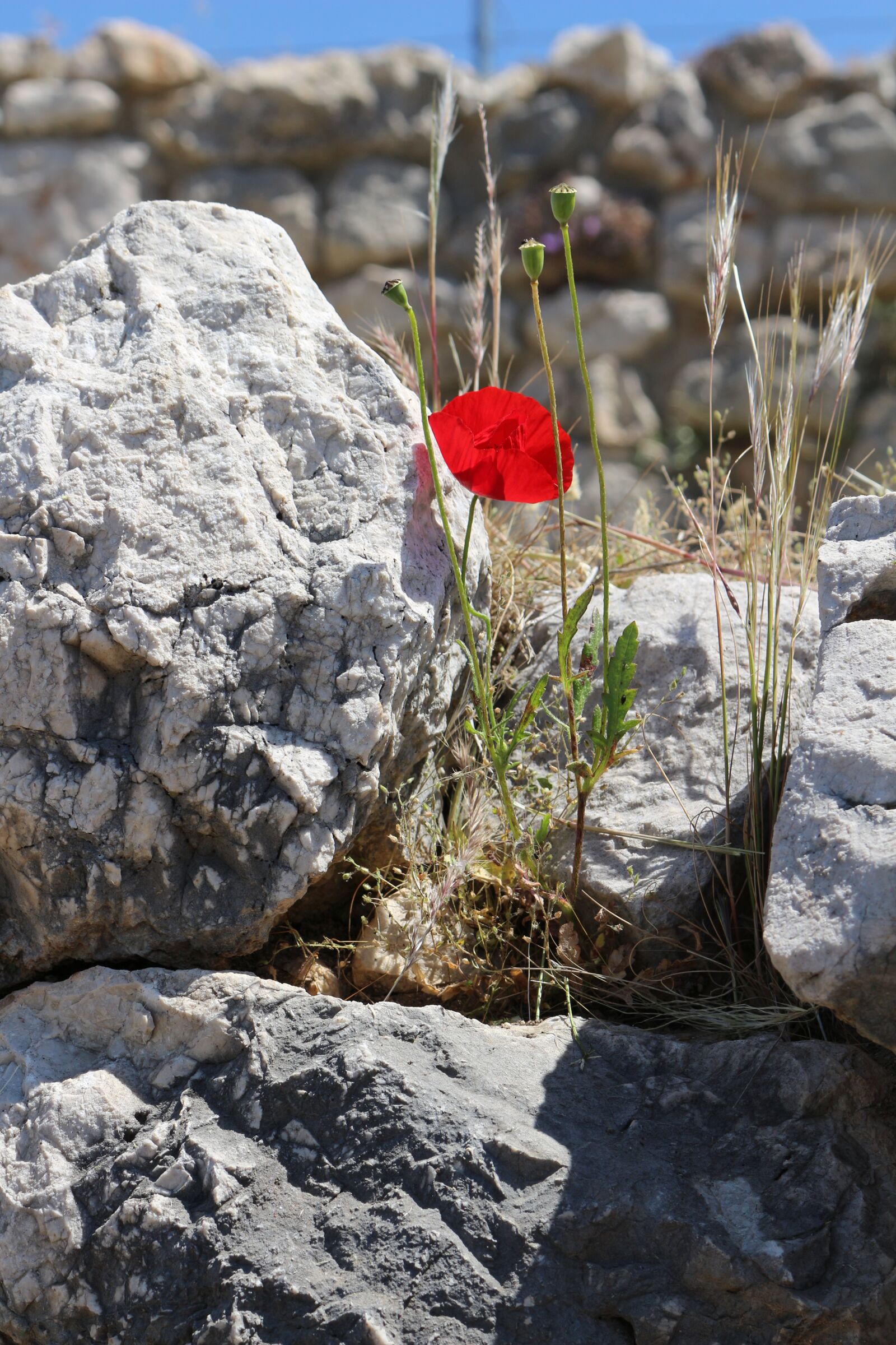 Canon EOS 700D (EOS Rebel T5i / EOS Kiss X7i) sample photo. Blossom, bloom, poppy photography