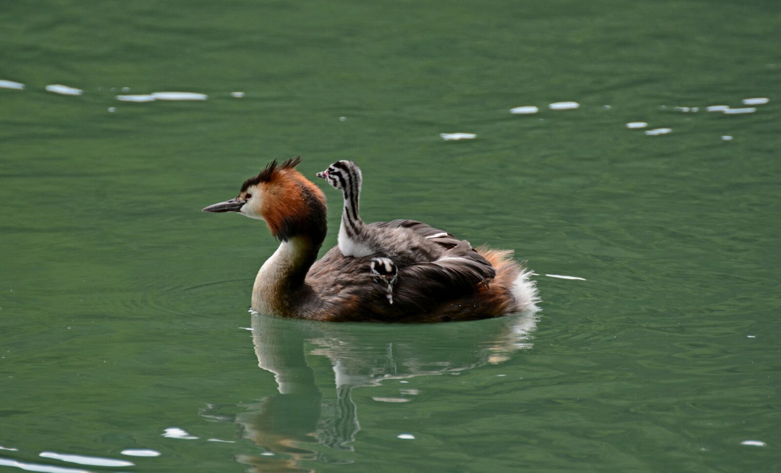 Nikon D7100 sample photo. Grebe, water, adda photography
