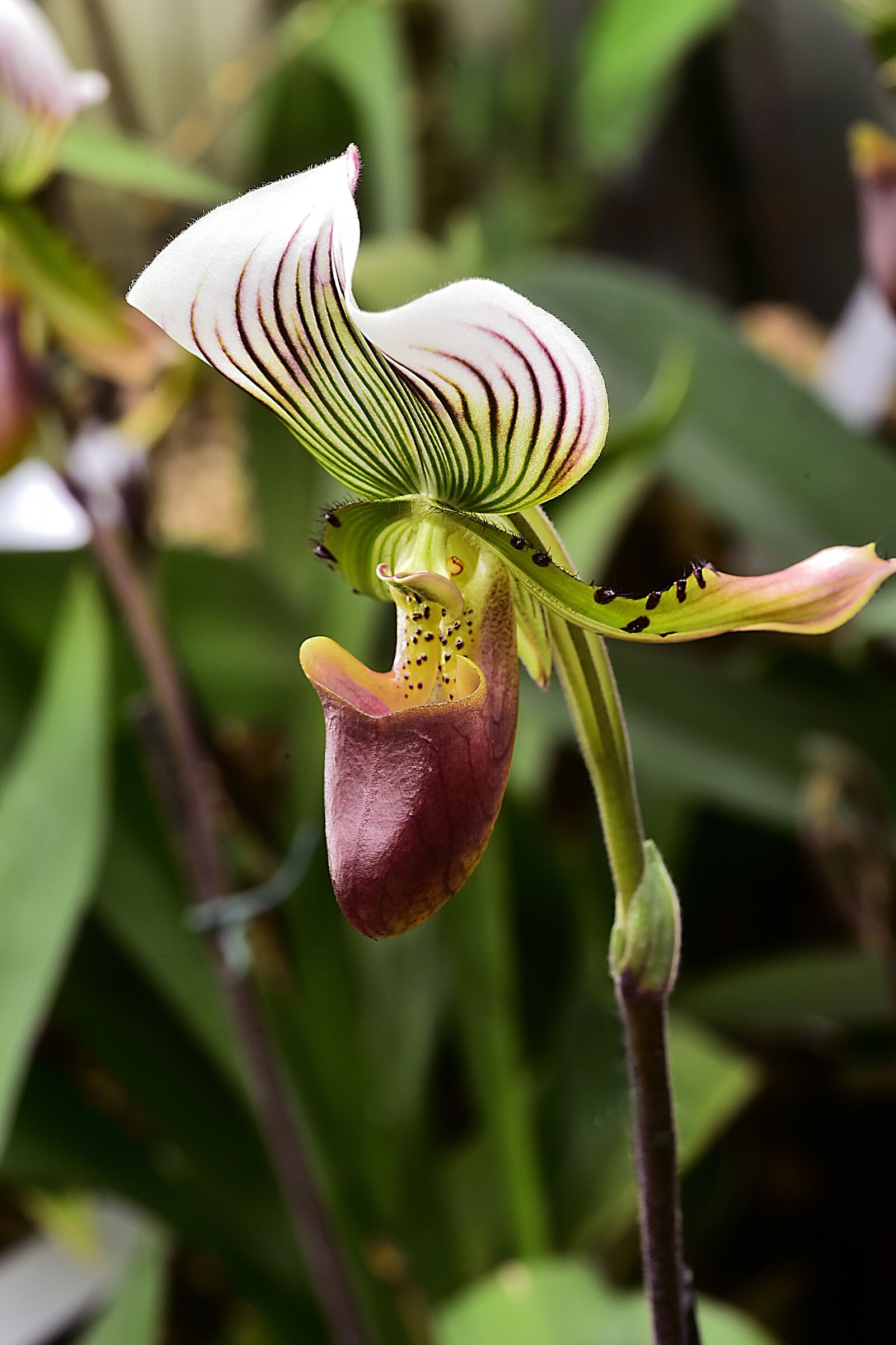 Nikon D4S sample photo. Flower, flowers, orchids photography