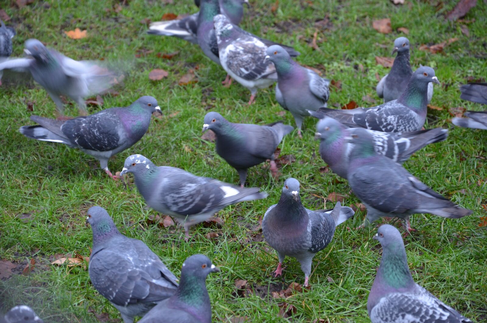 Nikon D7000 sample photo. Pigeons, dove, birds photography