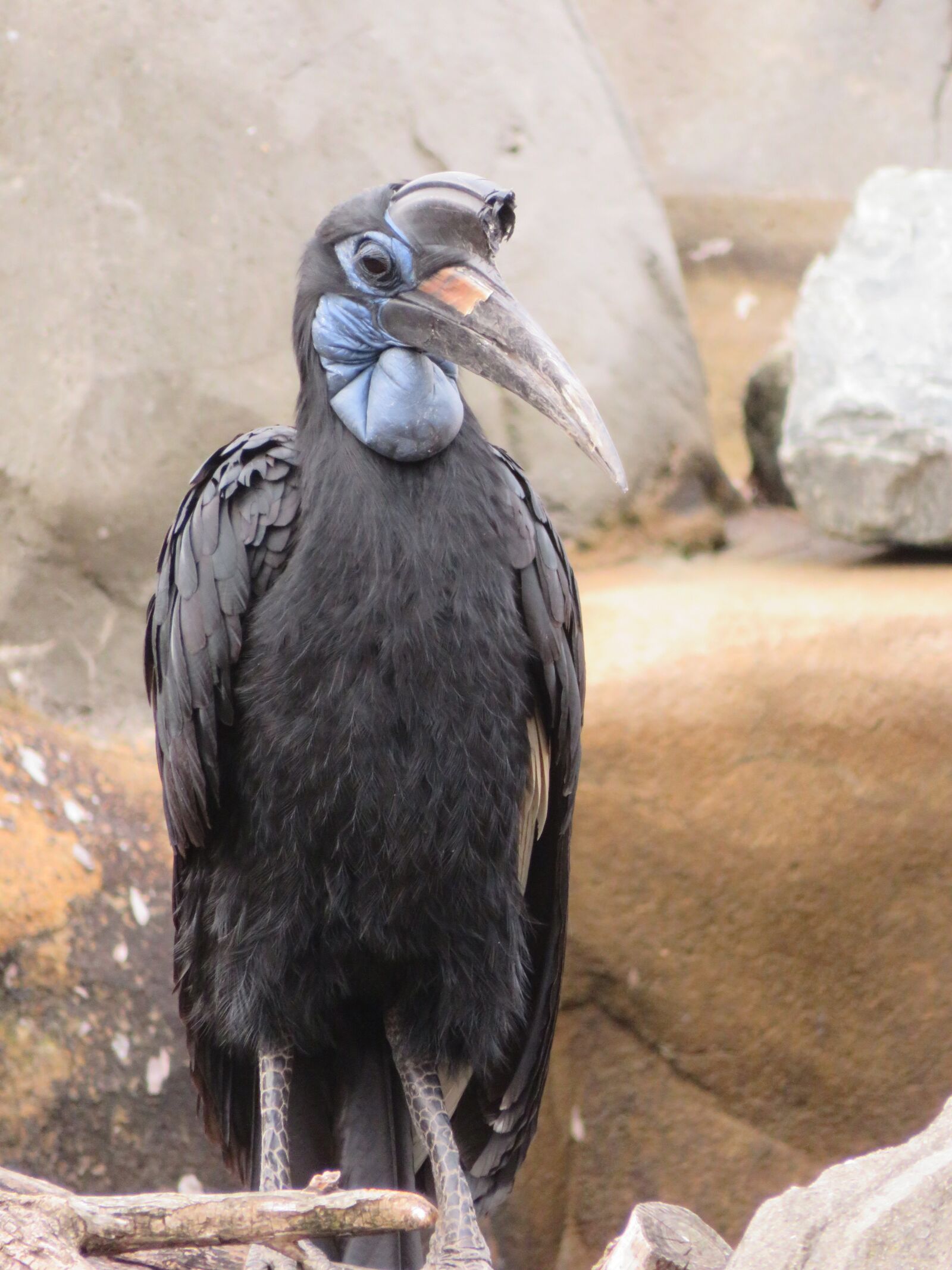 Canon PowerShot SX720 HS sample photo. Bird, hornbill, feathers photography