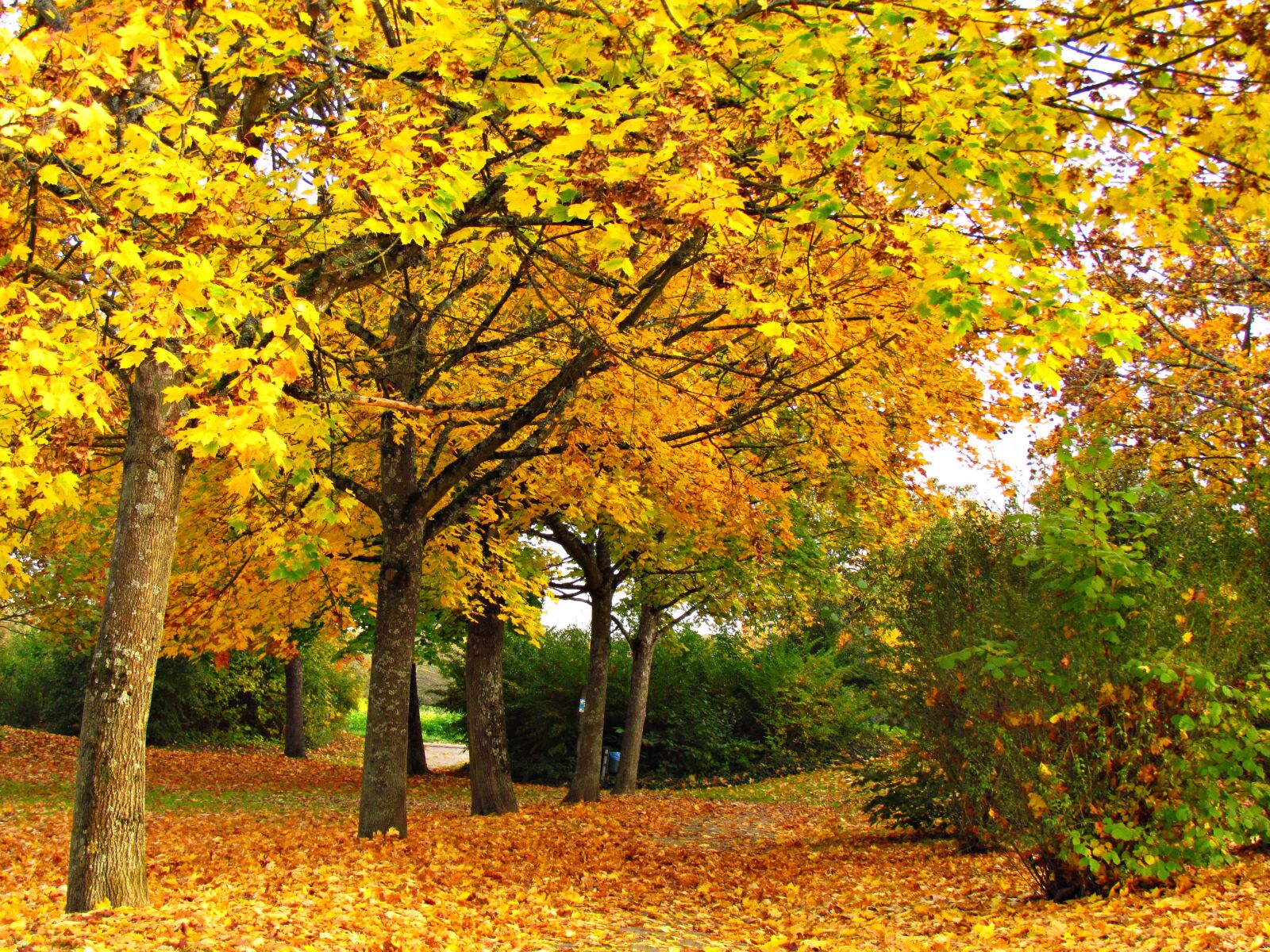 Canon PowerShot SX30 IS sample photo. Autumn, gold, foliage photography