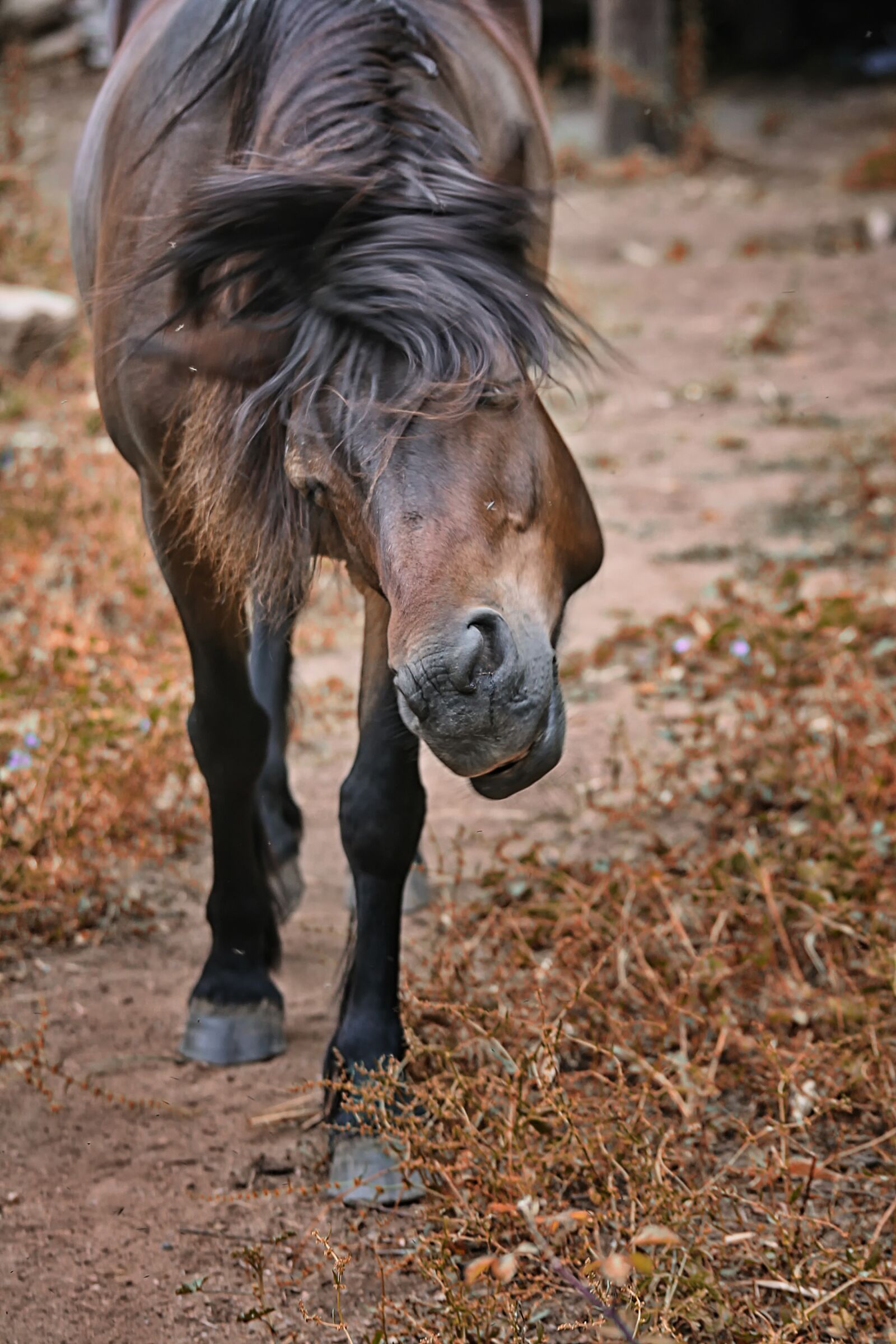 Canon EOS 1000D (EOS Digital Rebel XS / EOS Kiss F) sample photo. Pony, animal, animals photography