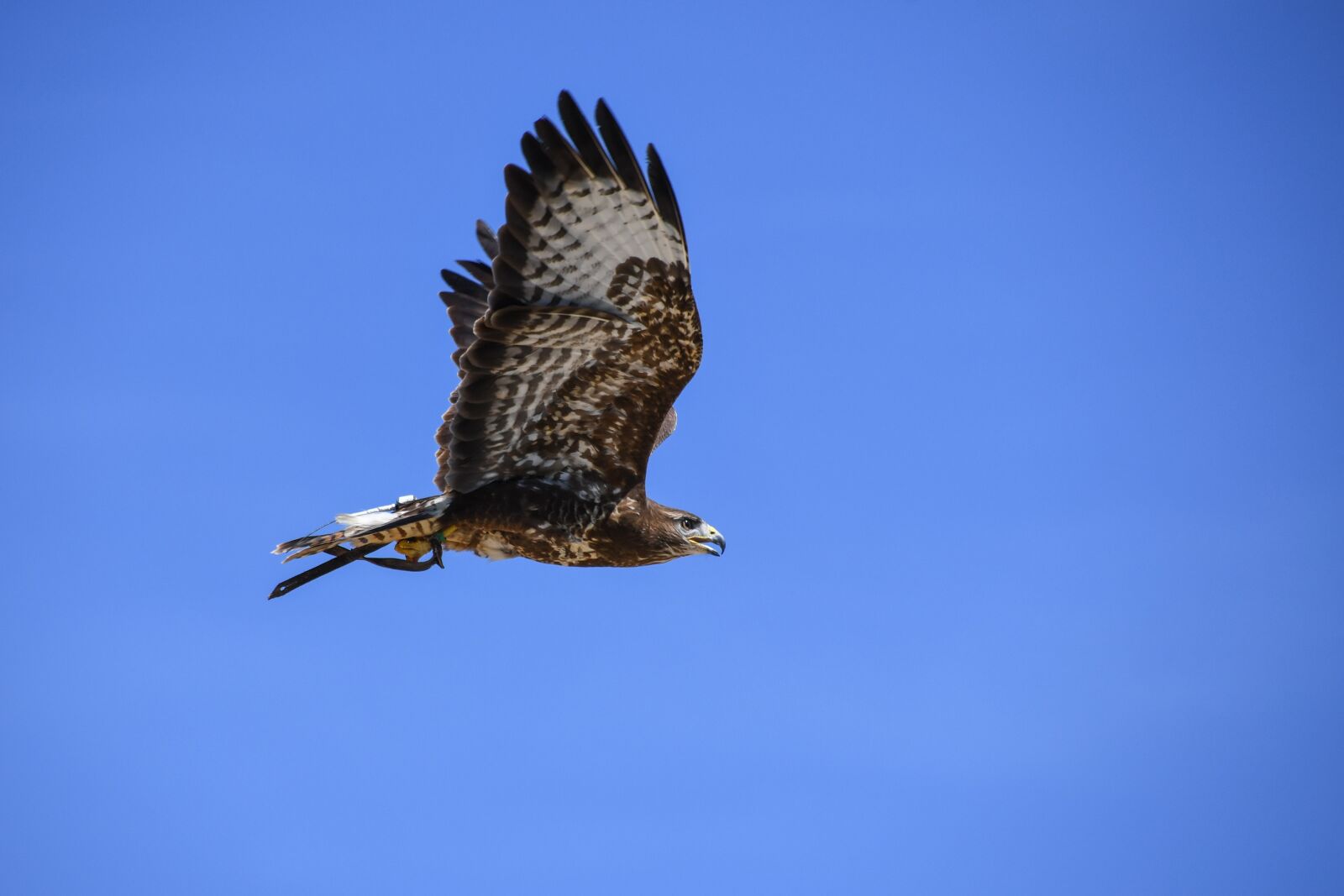 Nikon D500 sample photo. Buzzard, raptor, flight photography