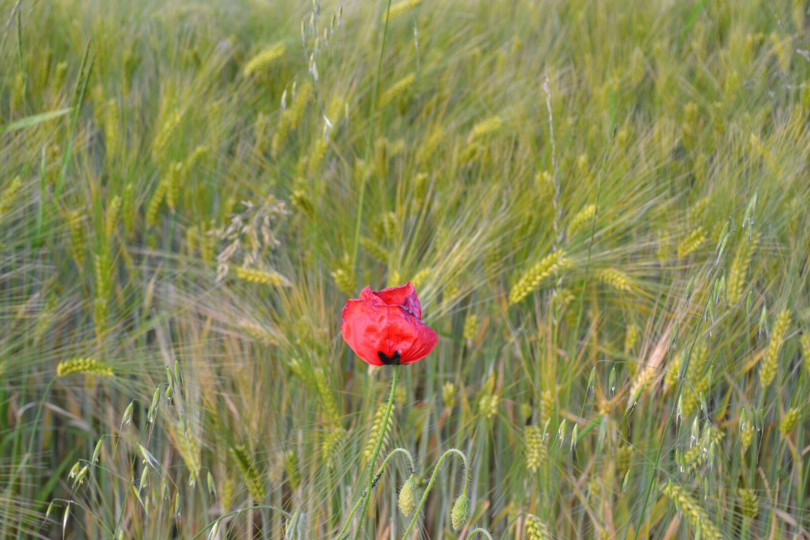 Nikon D3100 sample photo. Poppy, klatschmohn, nature photography