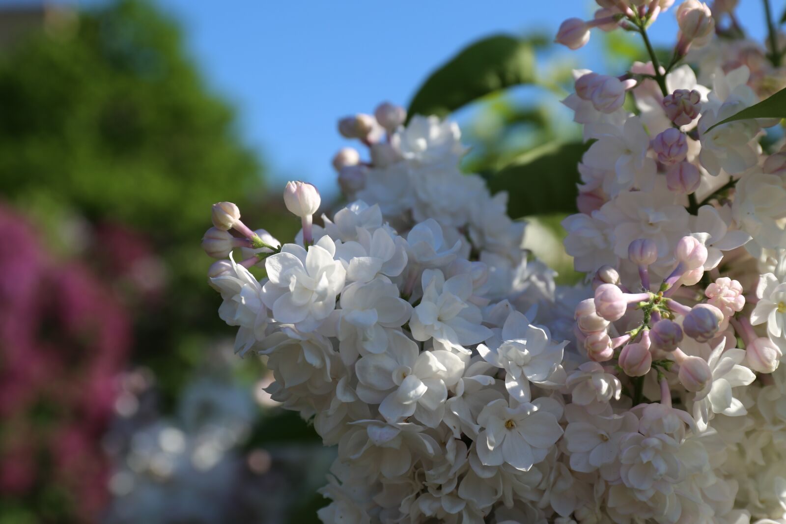 Canon EF 24-70mm F4L IS USM sample photo. Garden, flowering, floral photography