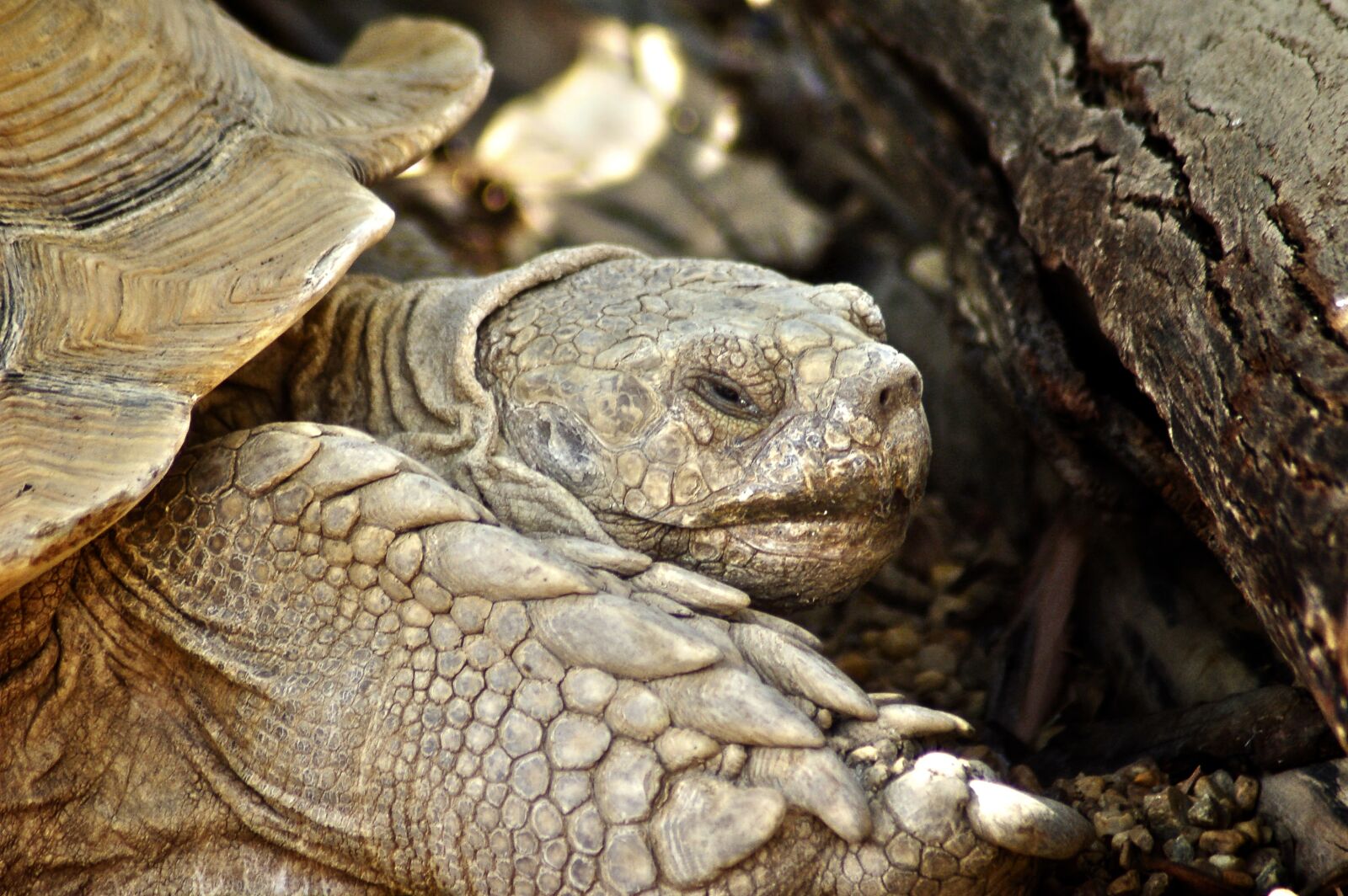Nikon D50 sample photo. Turtle, giant turtle, turtles photography