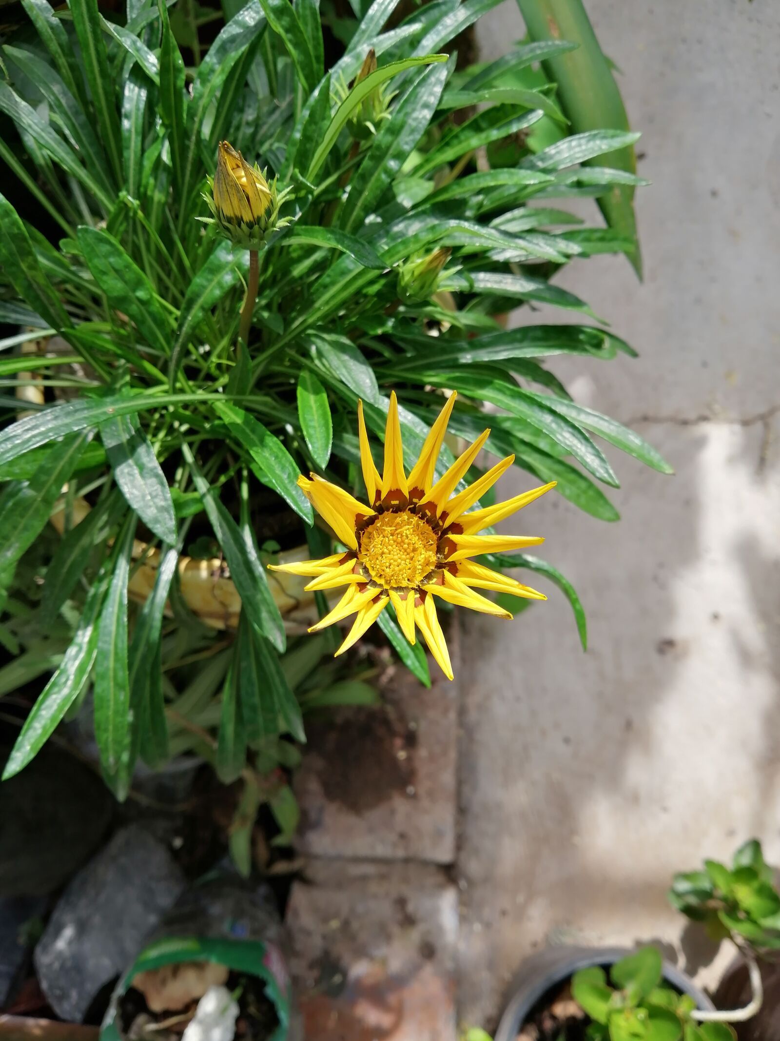HUAWEI P30 LITE sample photo. Yellow flower, flower, floral photography