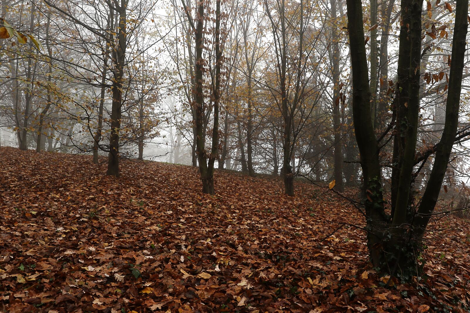 Canon EF 16-35mm F4L IS USM sample photo. Autumn, forest, leaves photography
