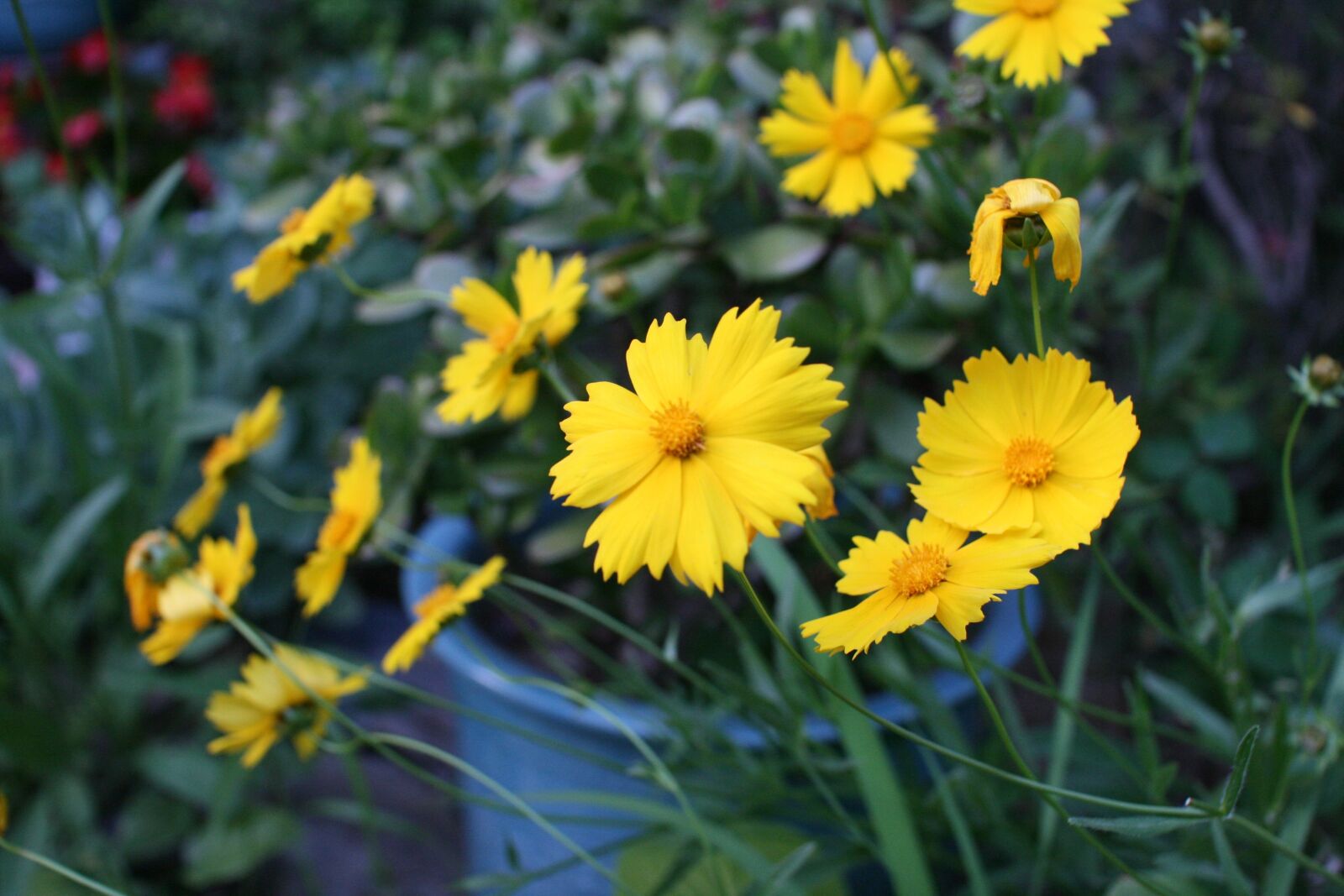 Canon EOS 400D (EOS Digital Rebel XTi / EOS Kiss Digital X) sample photo. Daisy, yellow, garden photography