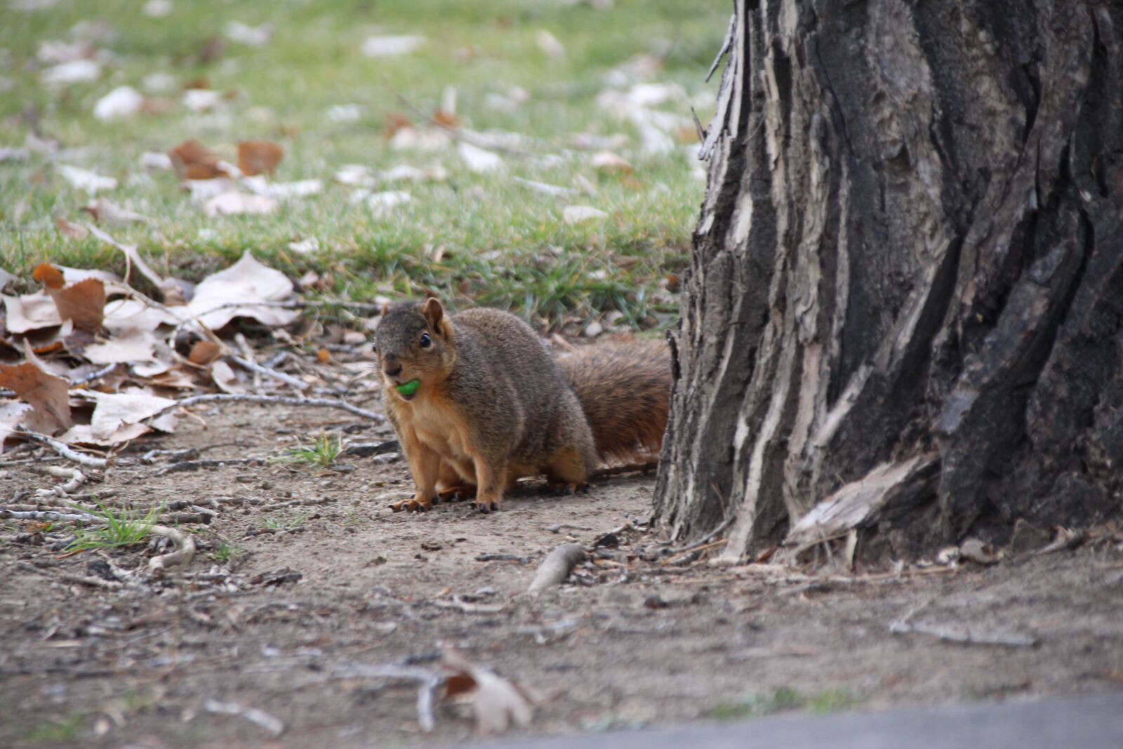 Canon EOS 1300D (EOS Rebel T6 / EOS Kiss X80) sample photo. Squirrel, nature, animal photography