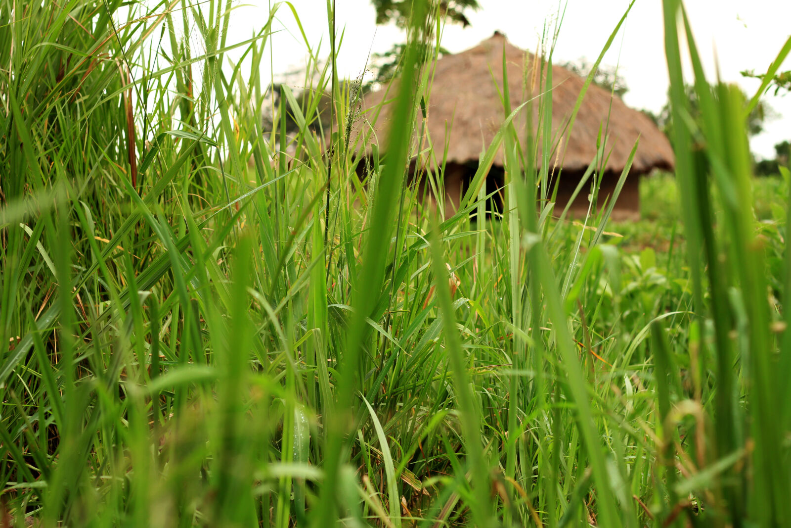Canon EOS 7D + Canon EF 50mm F1.8 II sample photo. Africa, family, house, grass photography