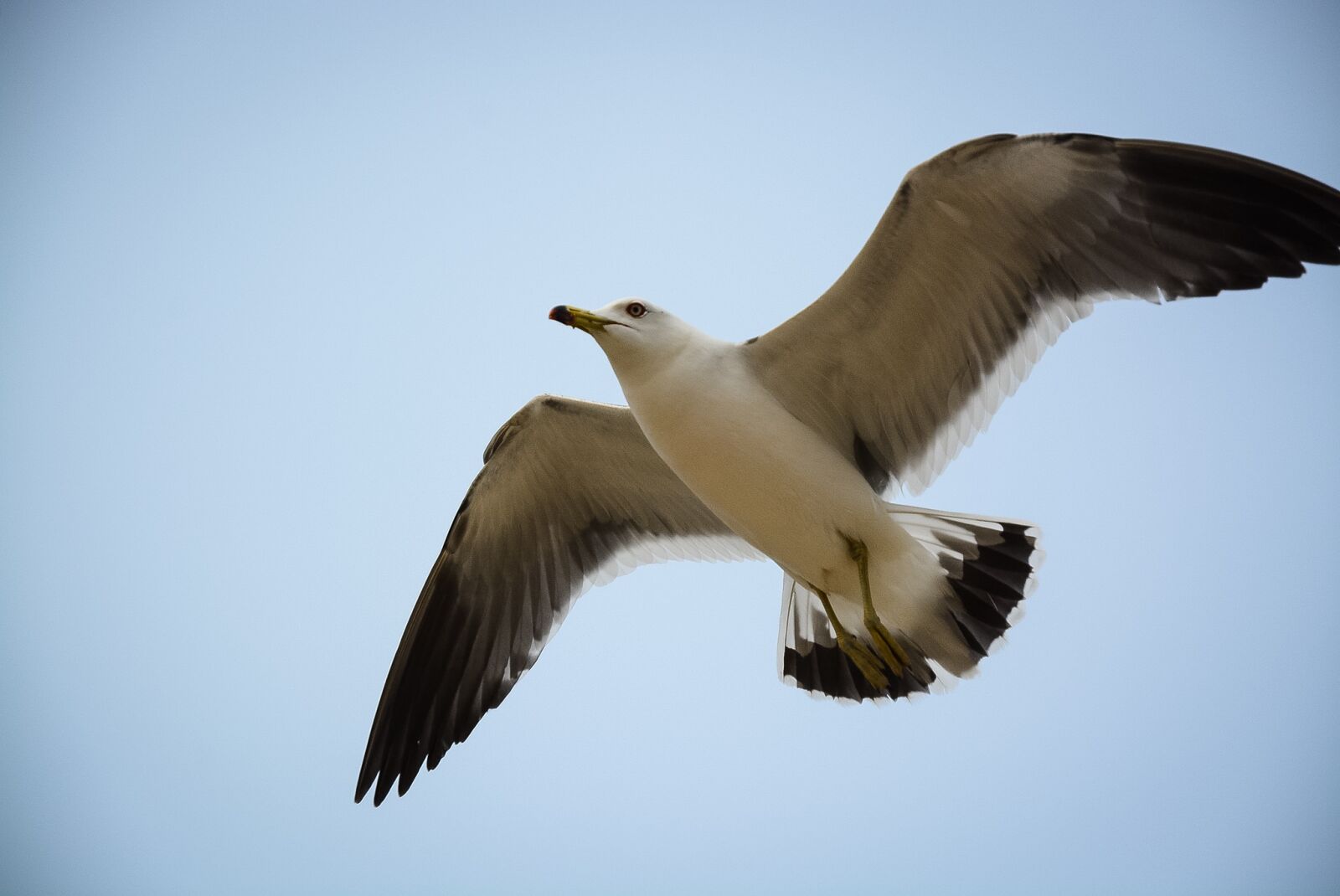 Nikon D7100 sample photo. Bird, animal, seagull photography