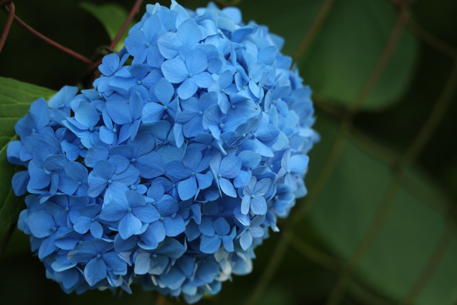 Canon EF 70-300 F4-5.6 IS II USM sample photo. Blue hydrangea, fence, blooming photography