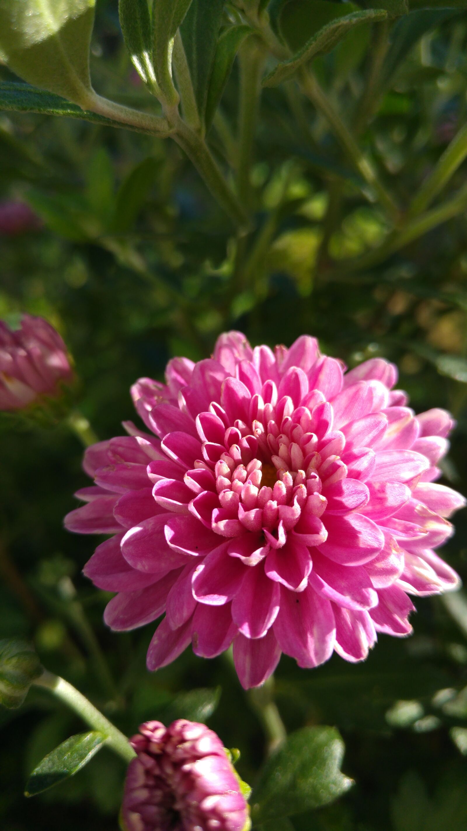 LG G4 sample photo. Flower, pink, garden photography