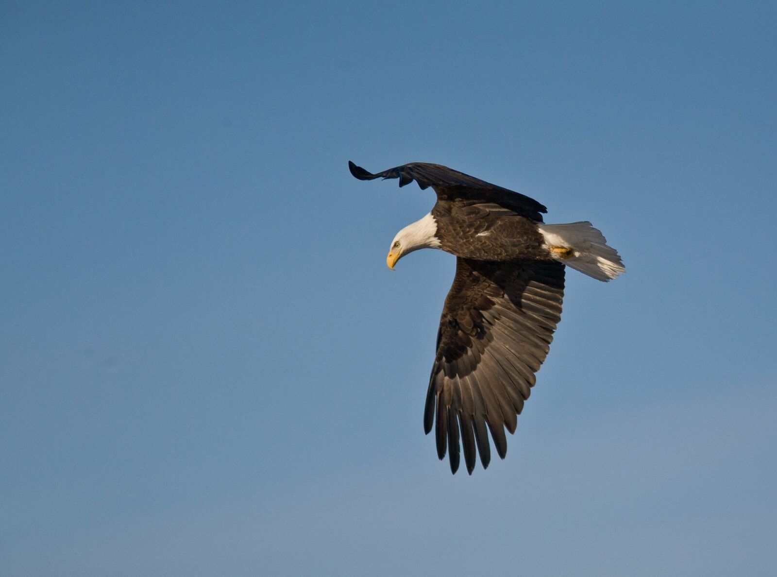 Canon EOS 5D sample photo. Bald eagle, flying, soaring photography