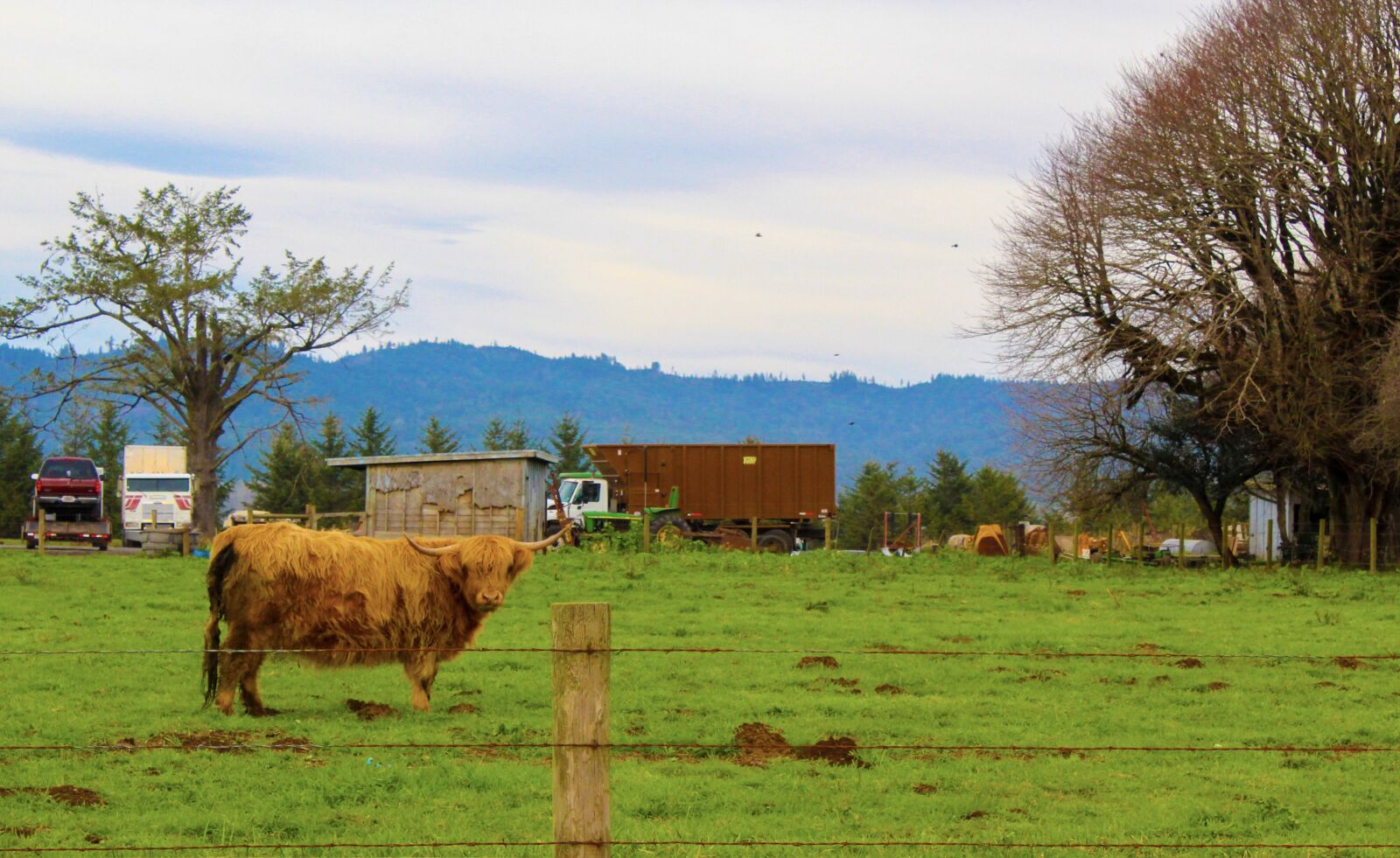 Canon EOS 1300D (EOS Rebel T6 / EOS Kiss X80) sample photo. Yak, farm, outside photography