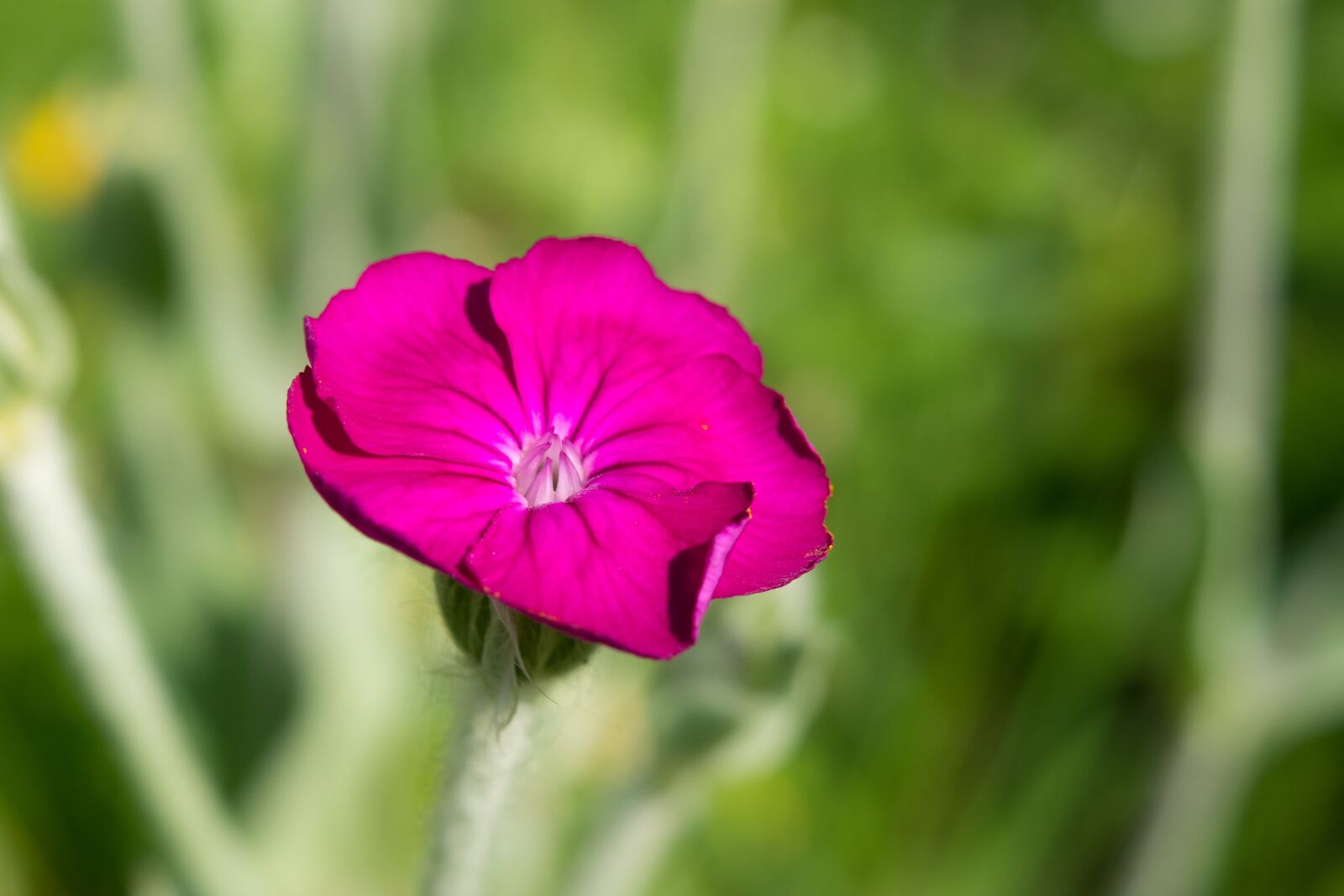 Canon PowerShot G3 X sample photo. Crowns campion, velvet elke photography