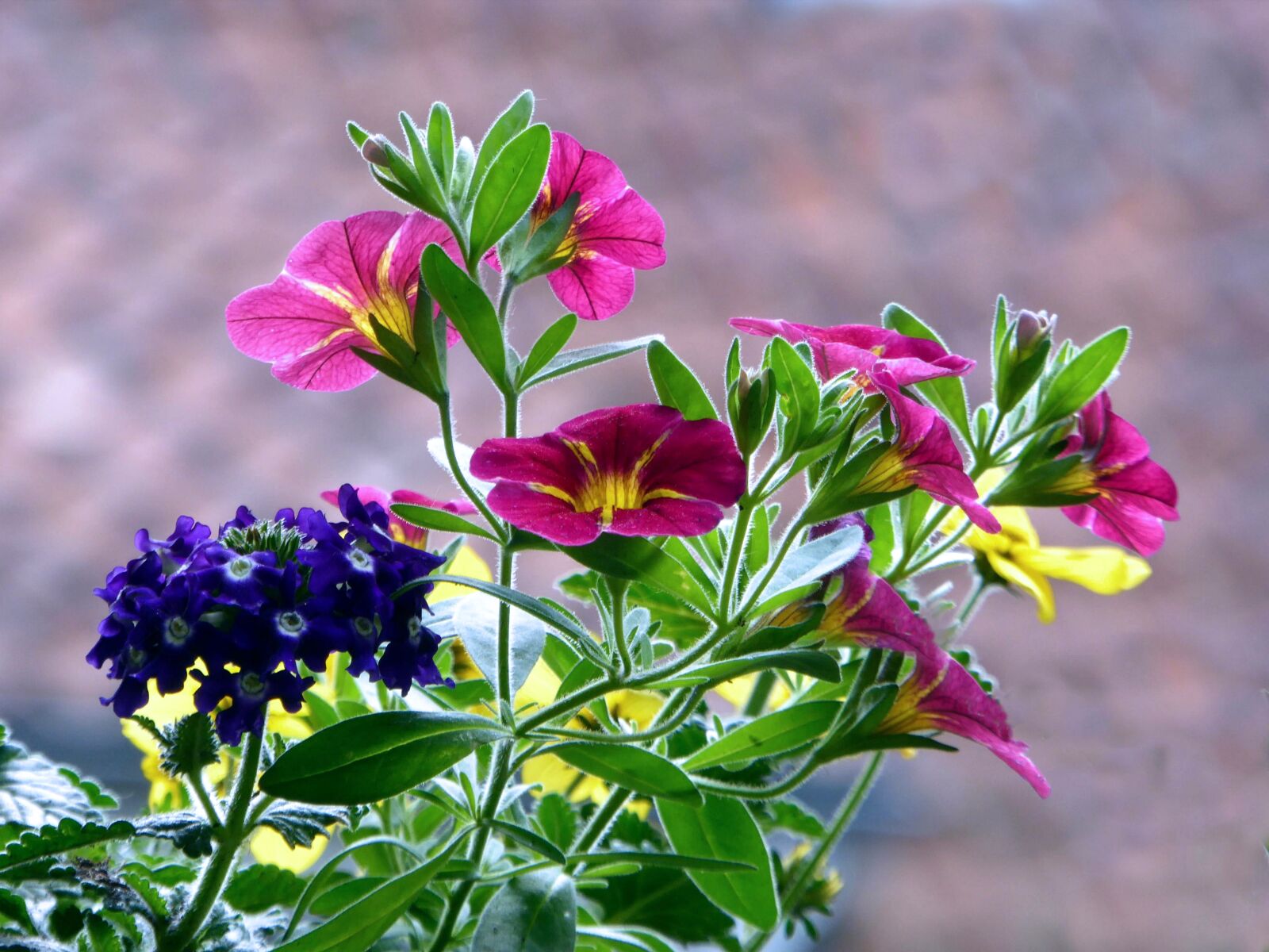 Panasonic DMC-TZ61 sample photo. Balcony, flowers, balcony plant photography