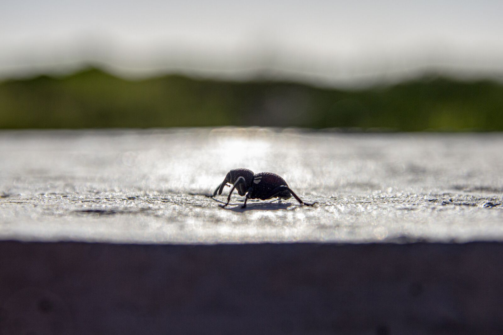 Tamron SP AF 17-50mm F2.8 XR Di II LD Aspherical (IF) sample photo. Insect, form, animals photography