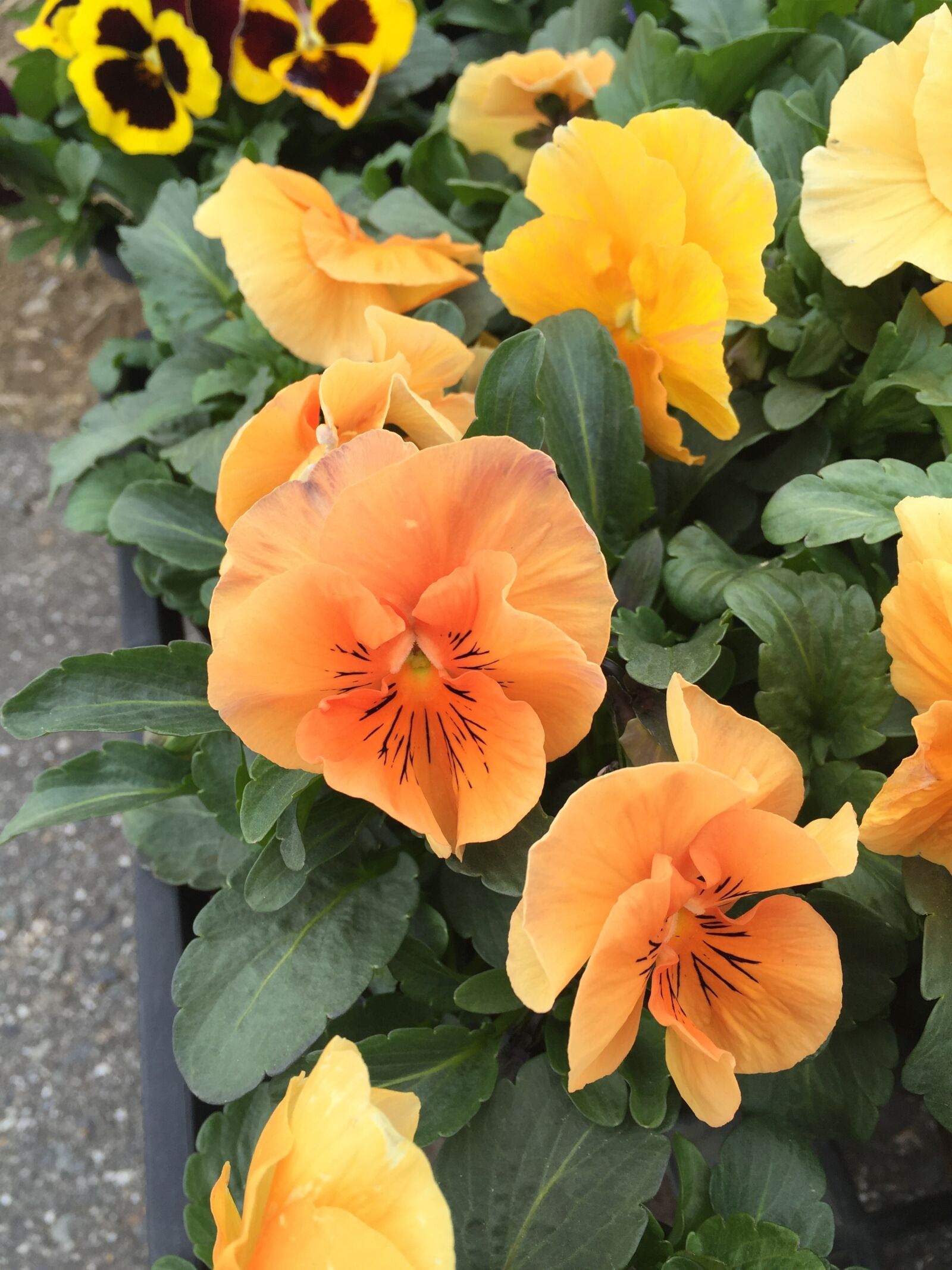Apple iPhone 6 sample photo. Strange, flower, colorful photography
