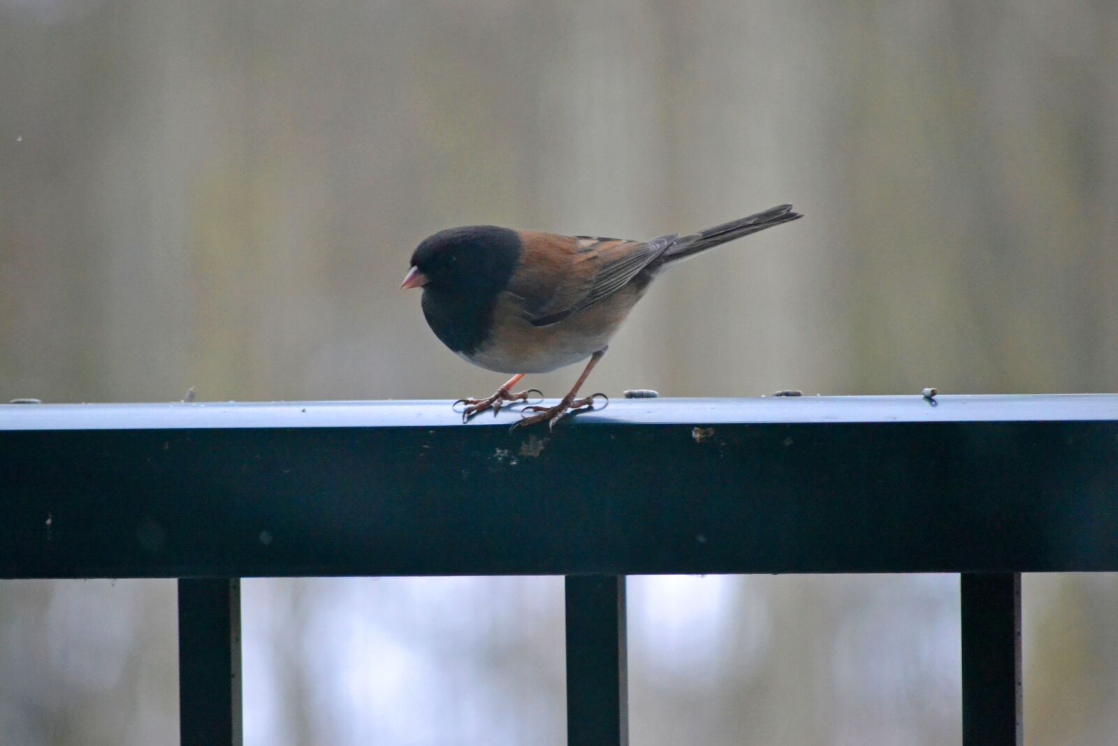 Nikon D3100 sample photo. Bird, feather, rail photography
