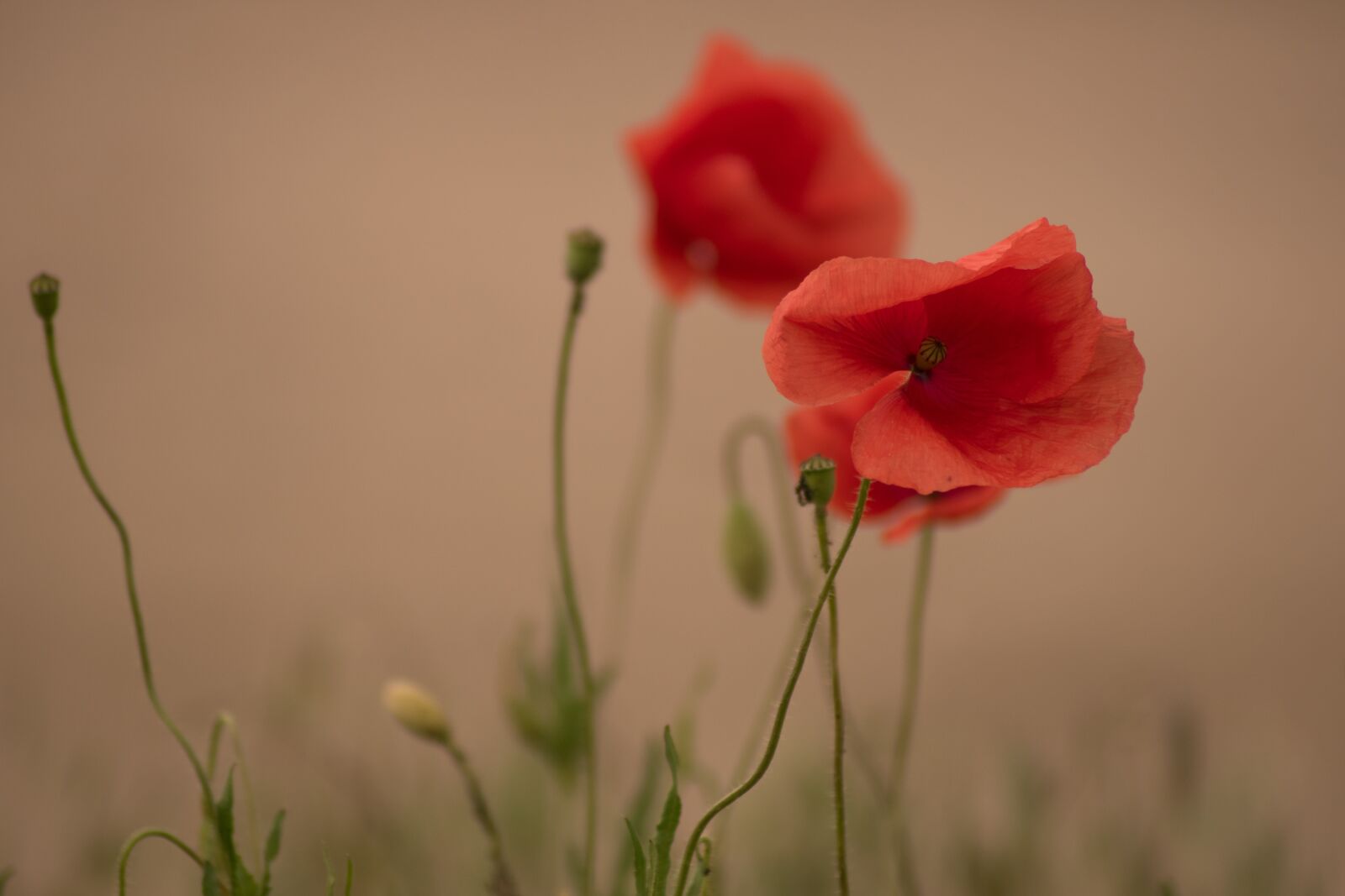 Nikon D5600 sample photo. Poppy, flower, nature photography