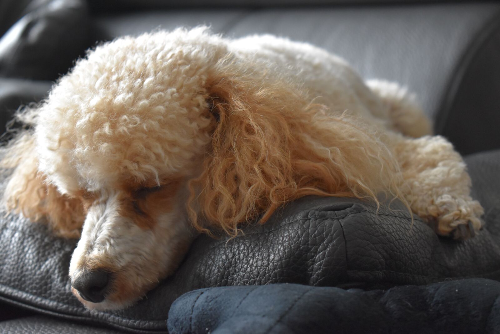 Nikon D3500 sample photo. Dog, poodle, animal photography