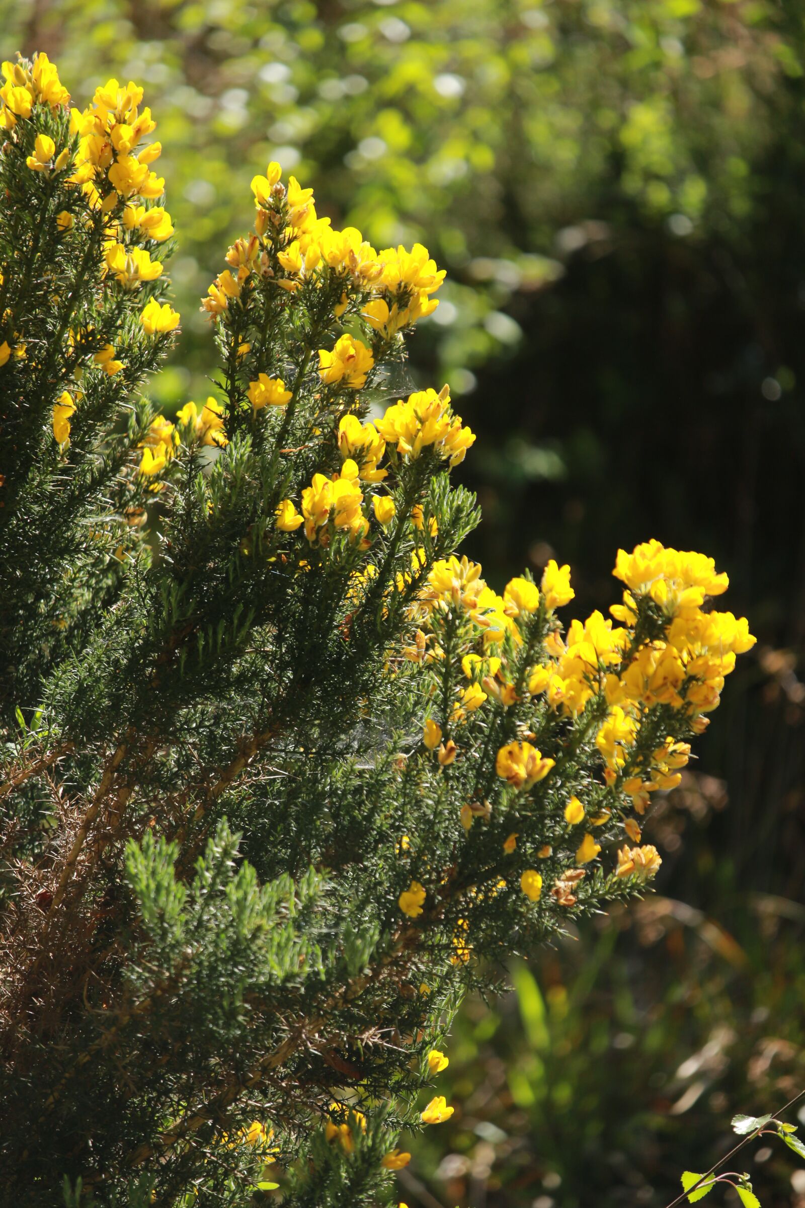 Canon EOS 700D (EOS Rebel T5i / EOS Kiss X7i) sample photo. Plant, yellow, spring photography