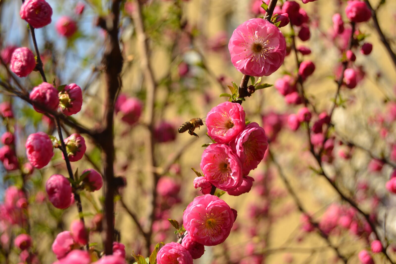 Nikon D3100 sample photo. Tree, nature, flower photography