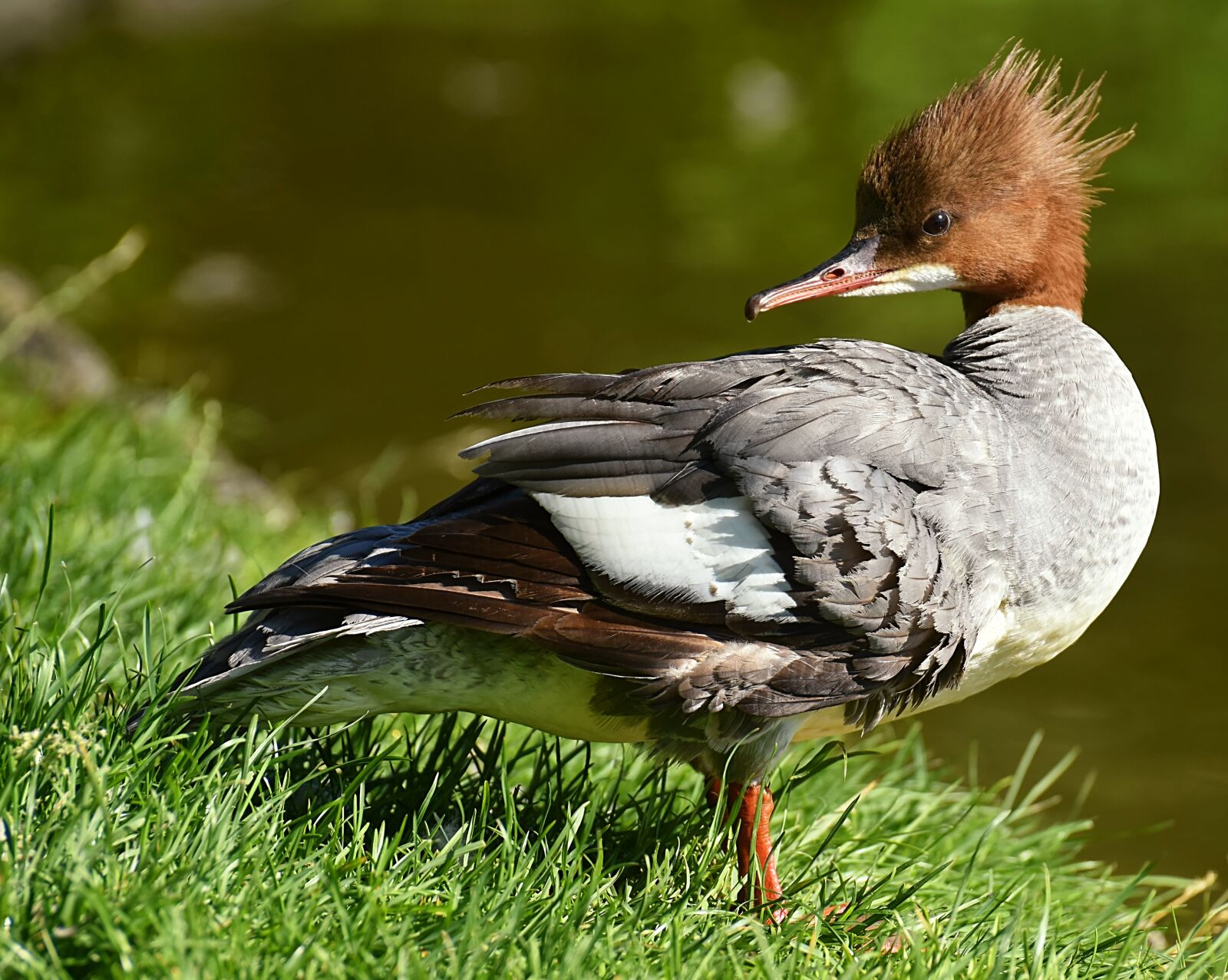 Nikon D7200 sample photo. Merganser, mergus merganser, duck photography