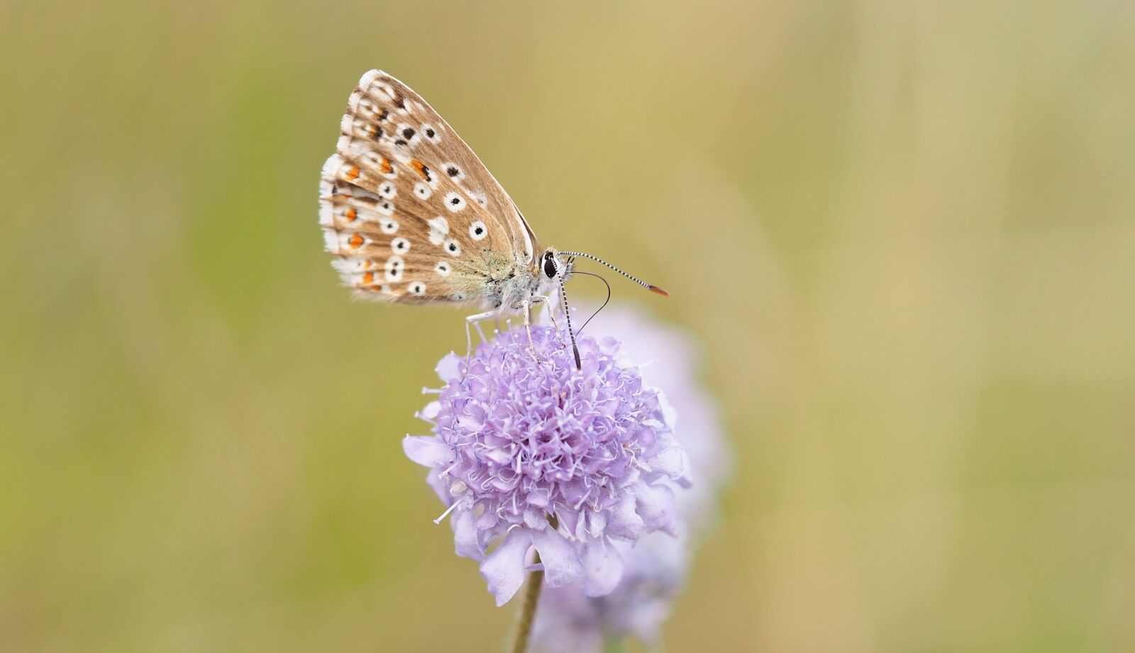 Olympus M.Zuiko Digital ED 60mm F2.8 Macro sample photo. Butterfly, common blue, silver photography