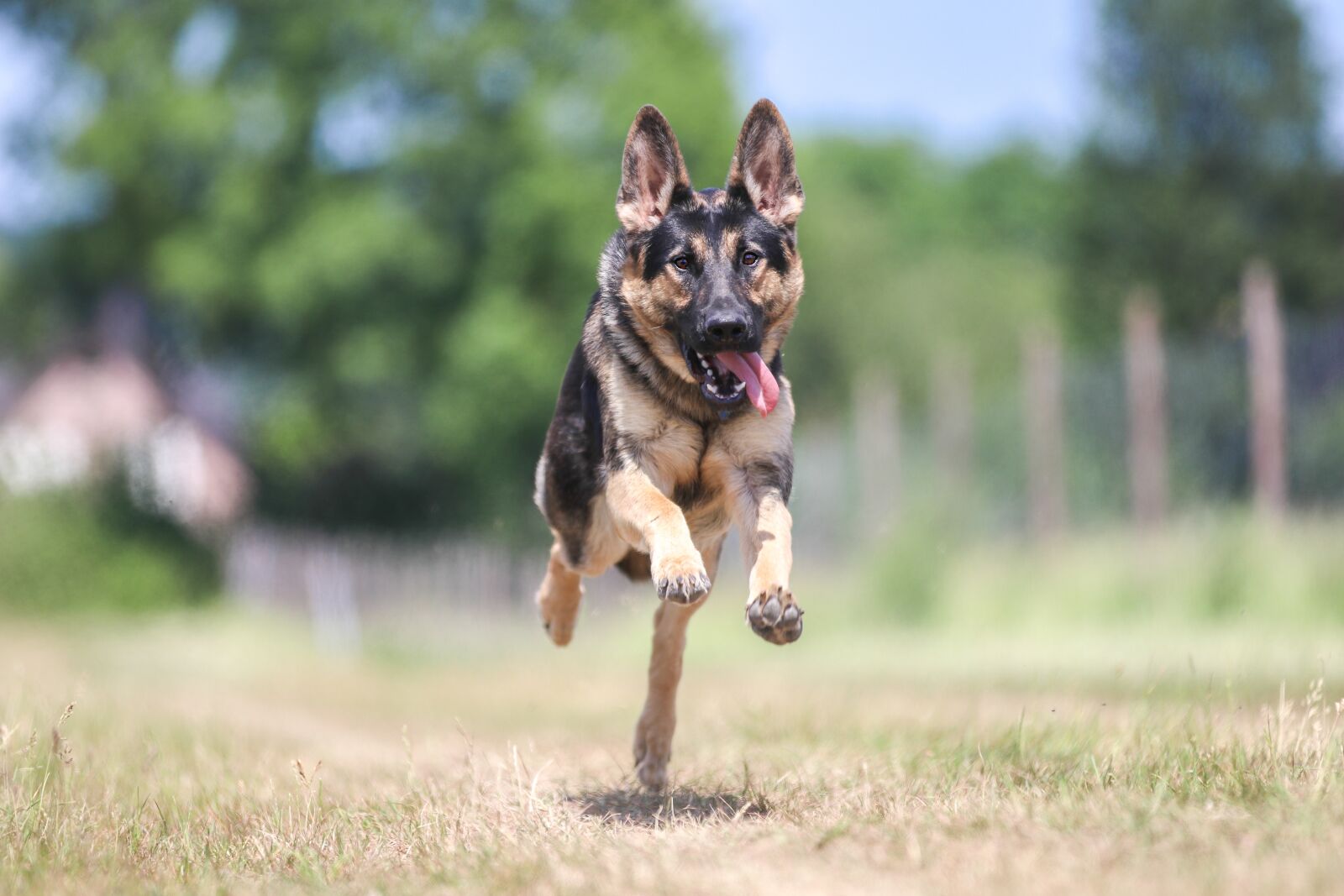 Canon EOS 80D sample photo. Dog, sch fer dog photography