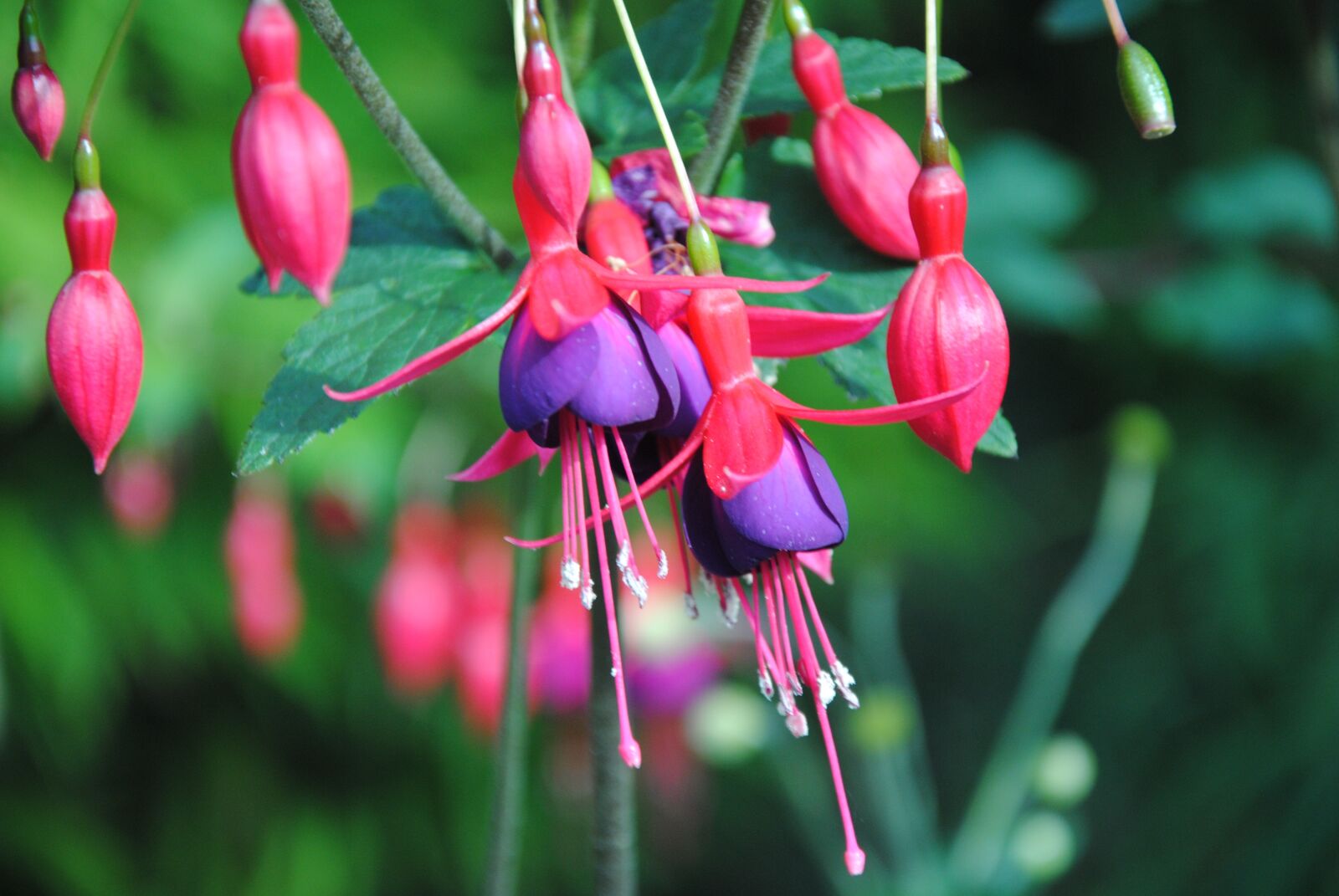 Nikon D3000 sample photo. Pink colour, flower, flower photography