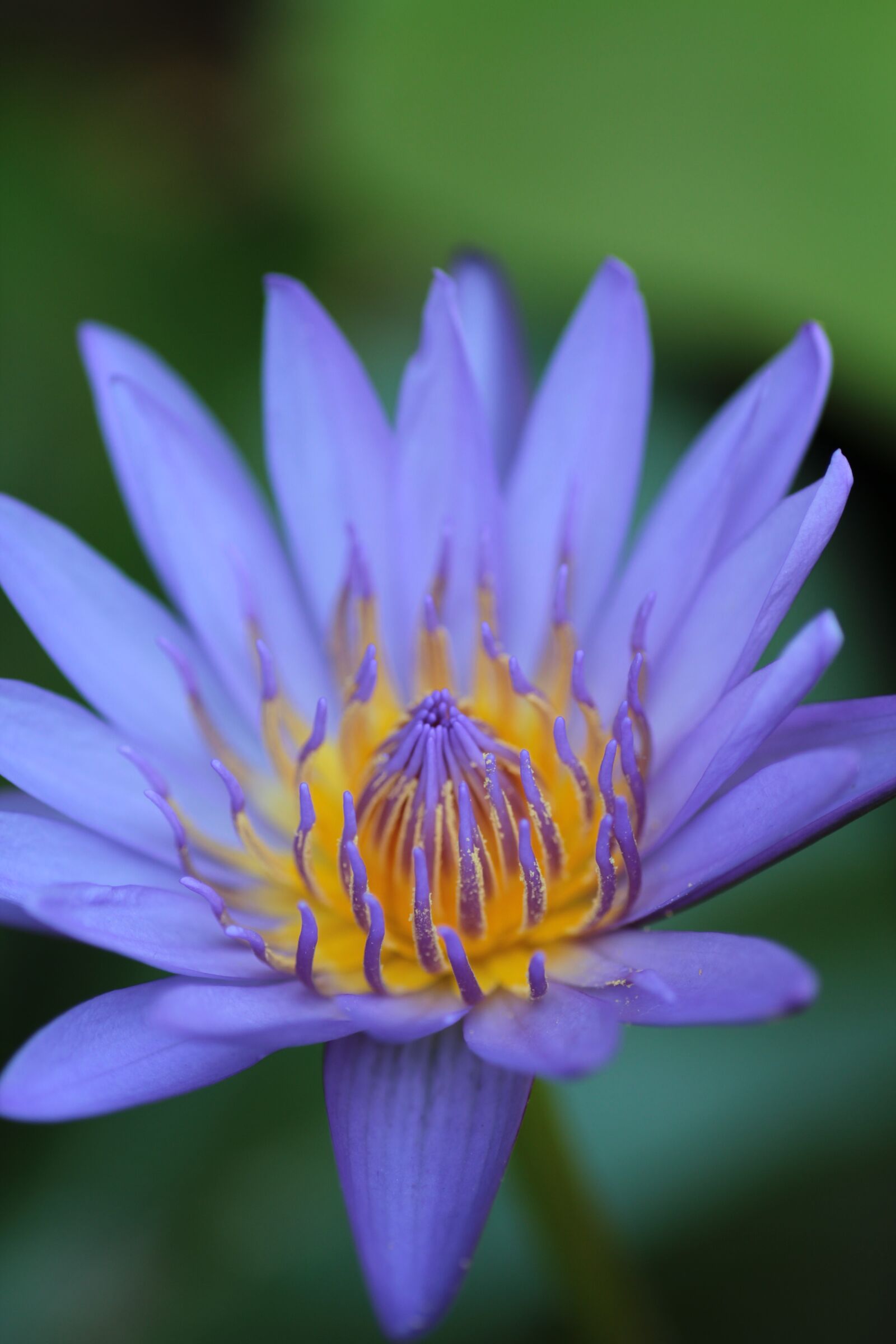 Canon EOS 550D (EOS Rebel T2i / EOS Kiss X4) sample photo. Lotus, flower, open photography