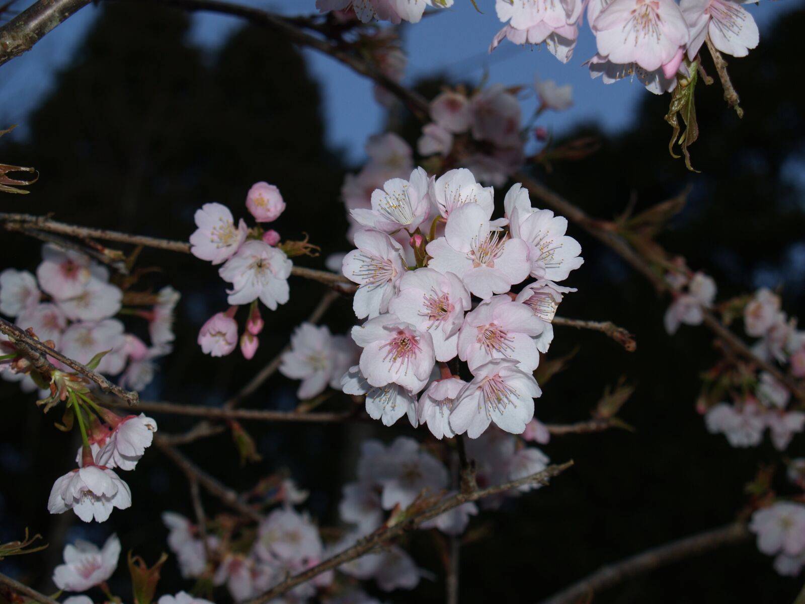 Olympus E-300 (EVOLT E-300) sample photo. Evening, cherry blossoms, during photography