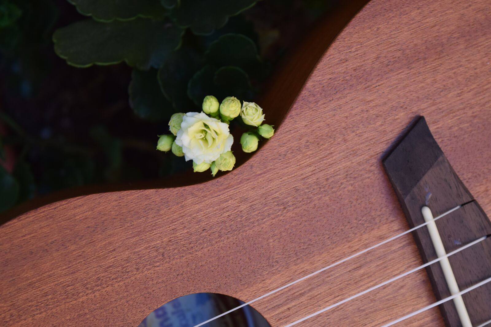 Nikon D3300 sample photo. Guitar, flower, white photography