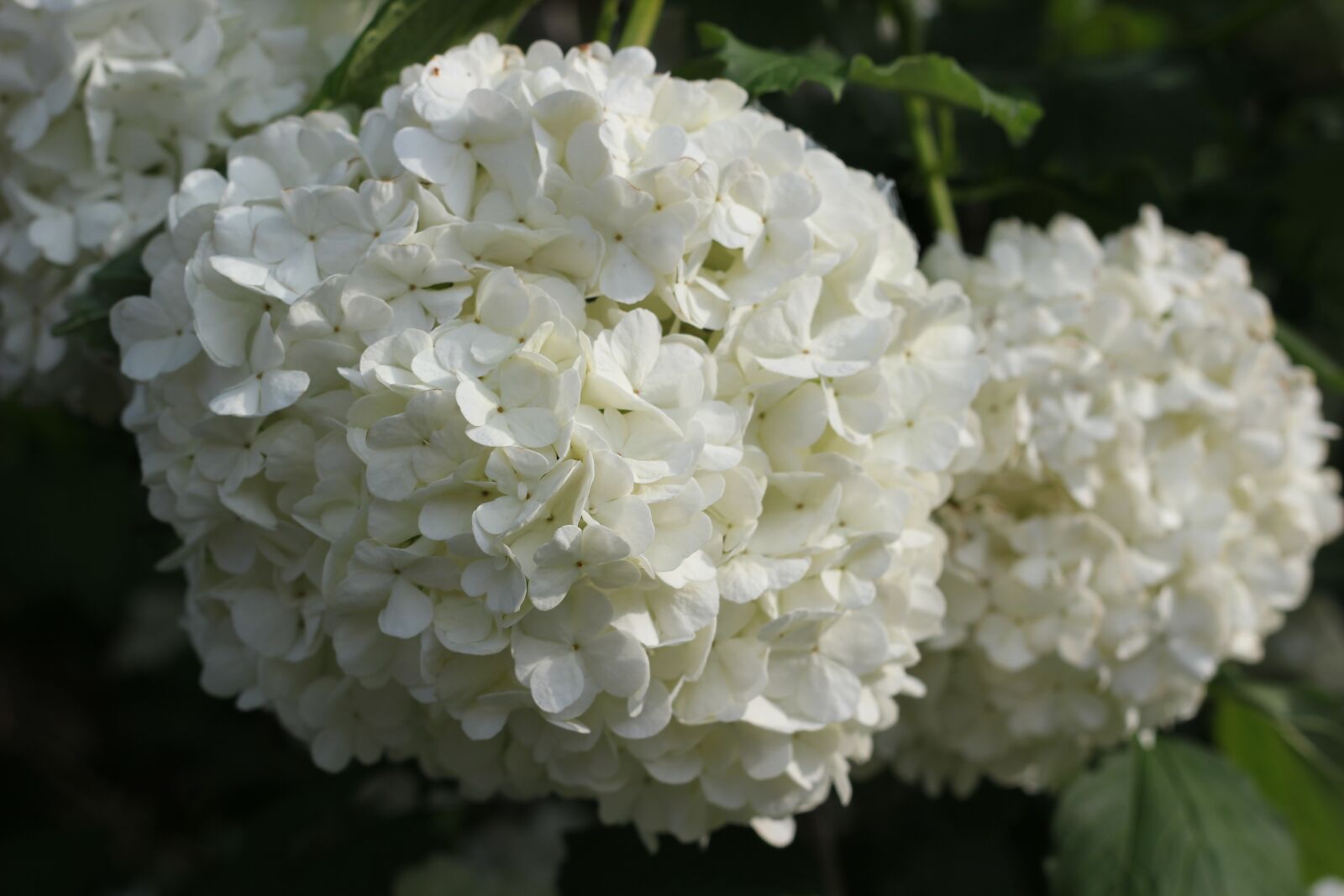 Canon EOS 550D (EOS Rebel T2i / EOS Kiss X4) sample photo. Viburnum opulus, plant, white photography