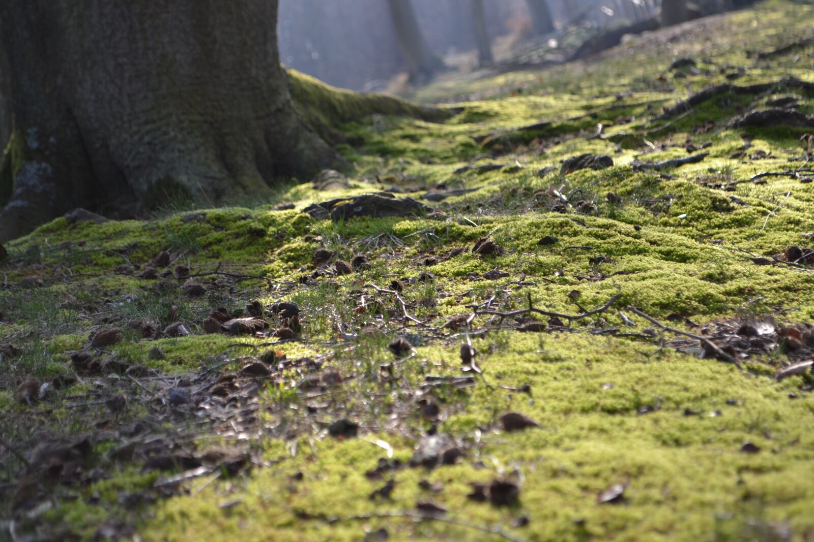 Nikon D3100 sample photo. Forest, moss, incidence of photography