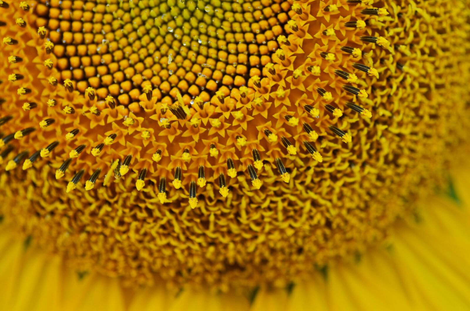 Nikon D5100 sample photo. Summer, sunflower, sunny photography
