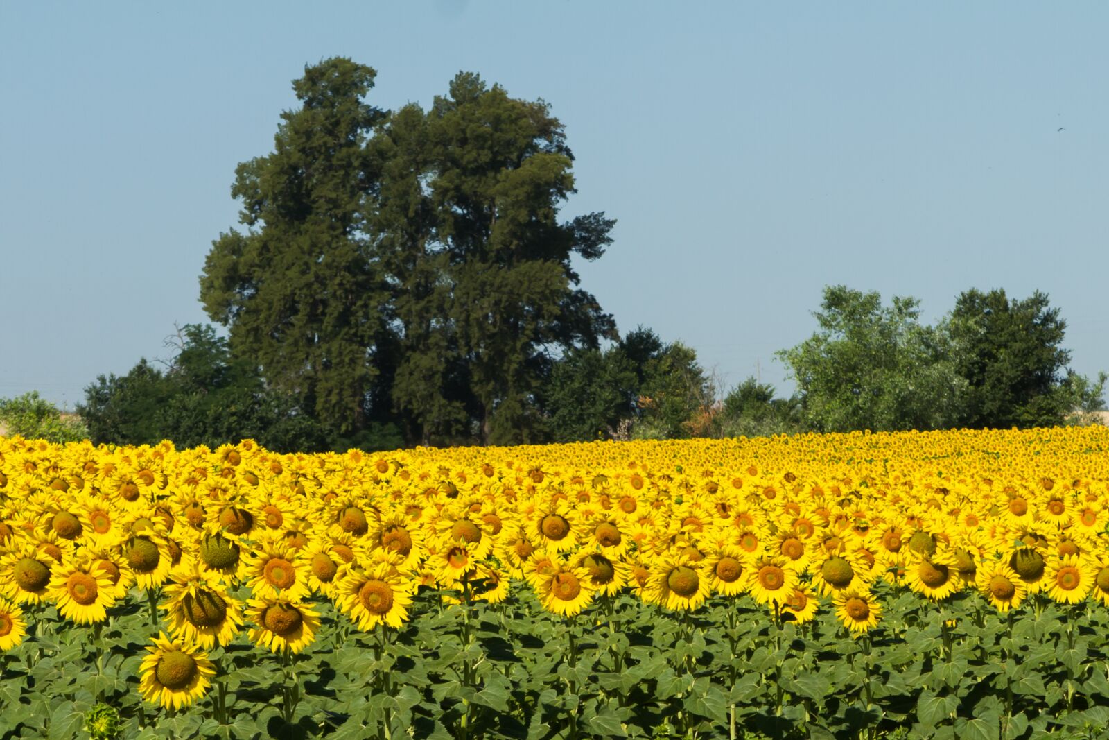 Canon EOS 7D + Canon EF 24-70mm F2.8L USM sample photo. Spain, sunflowers, summer photography